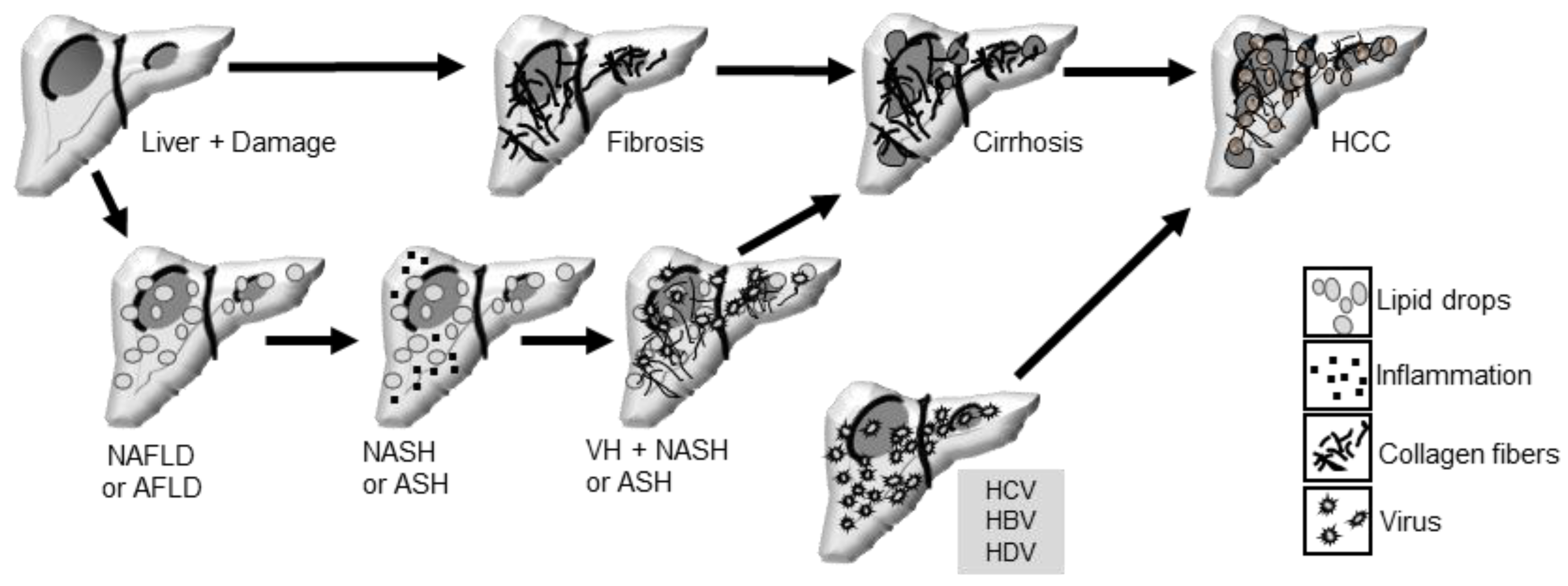 Pathogens 13 00662 g001