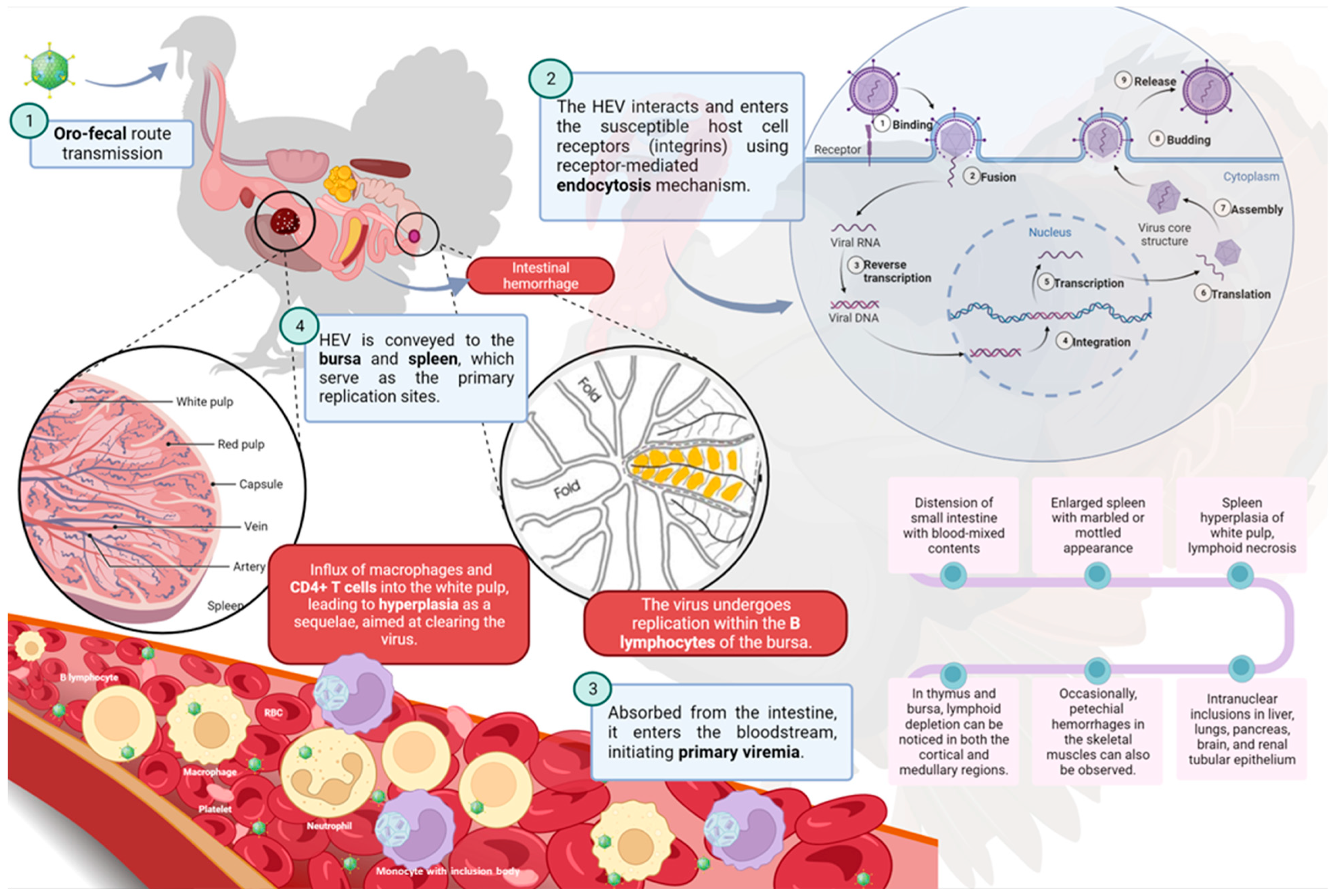 Pathogens 13 00663 g002