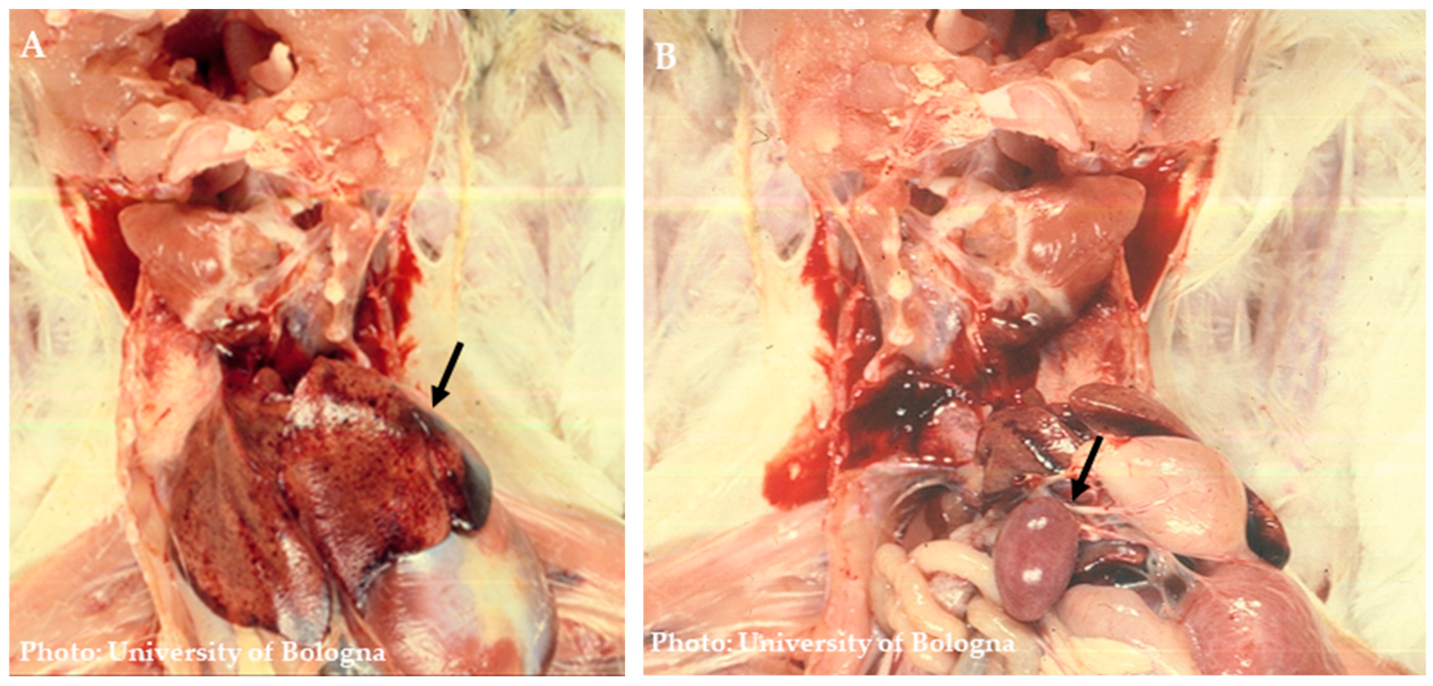 Pathogens 13 00663 g003