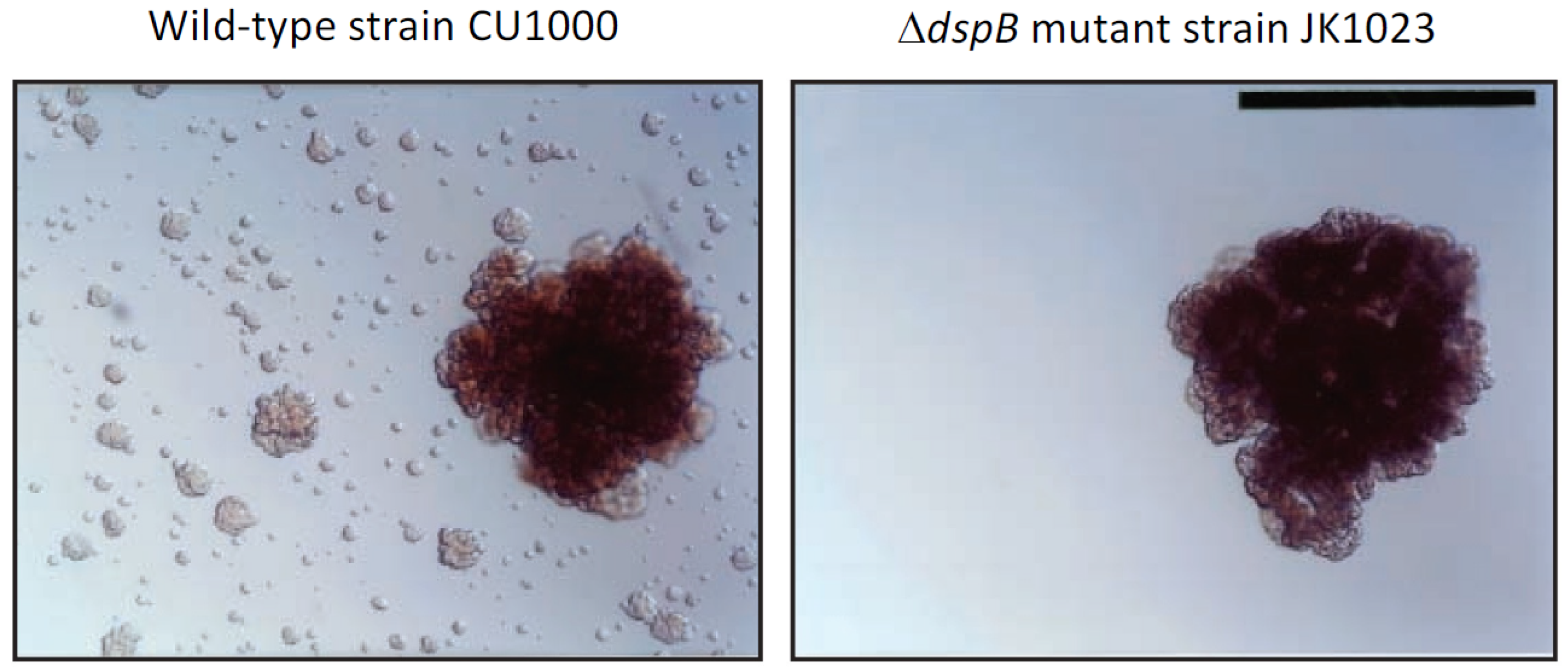 Pathogens 13 00668 g001
