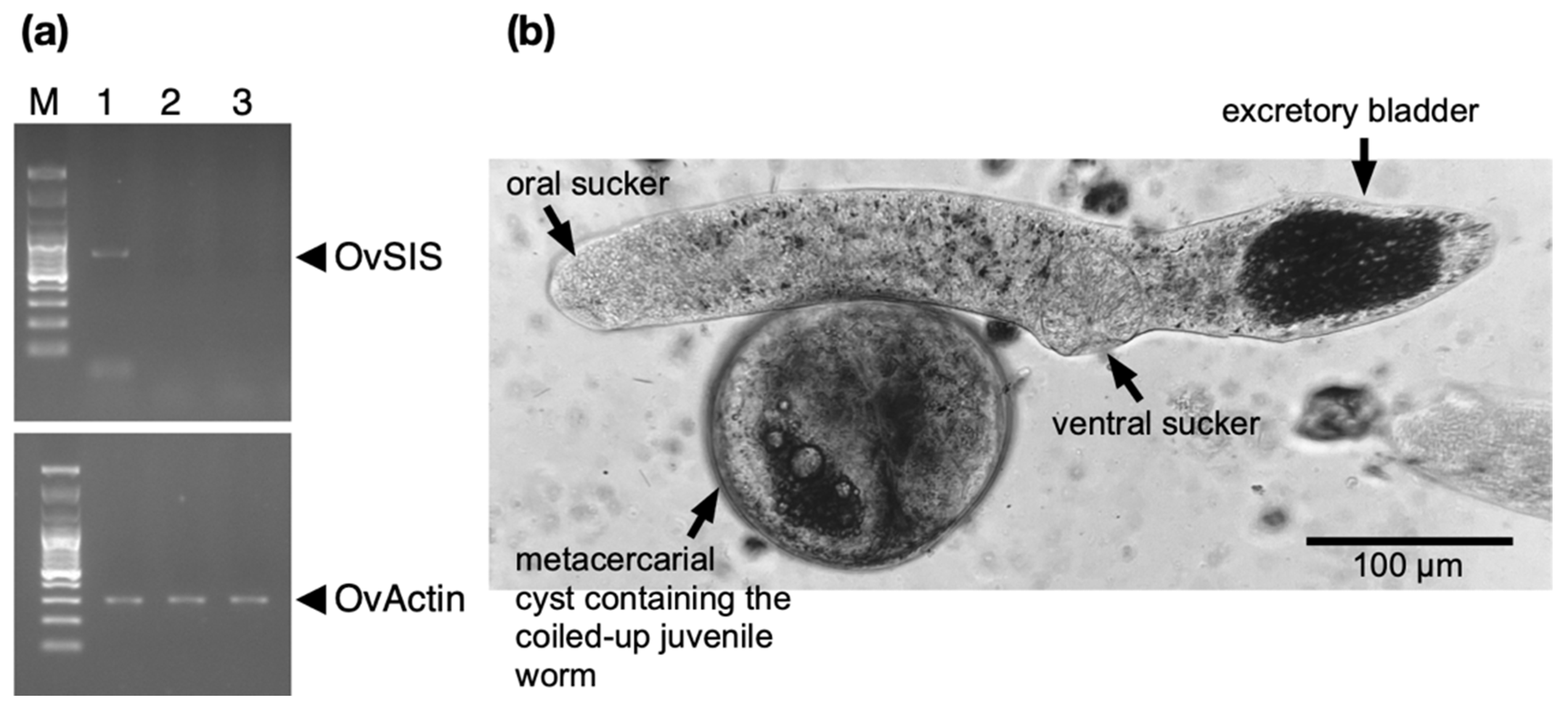Pathogens 13 00678 g004 Pathogens 13 00678 g004