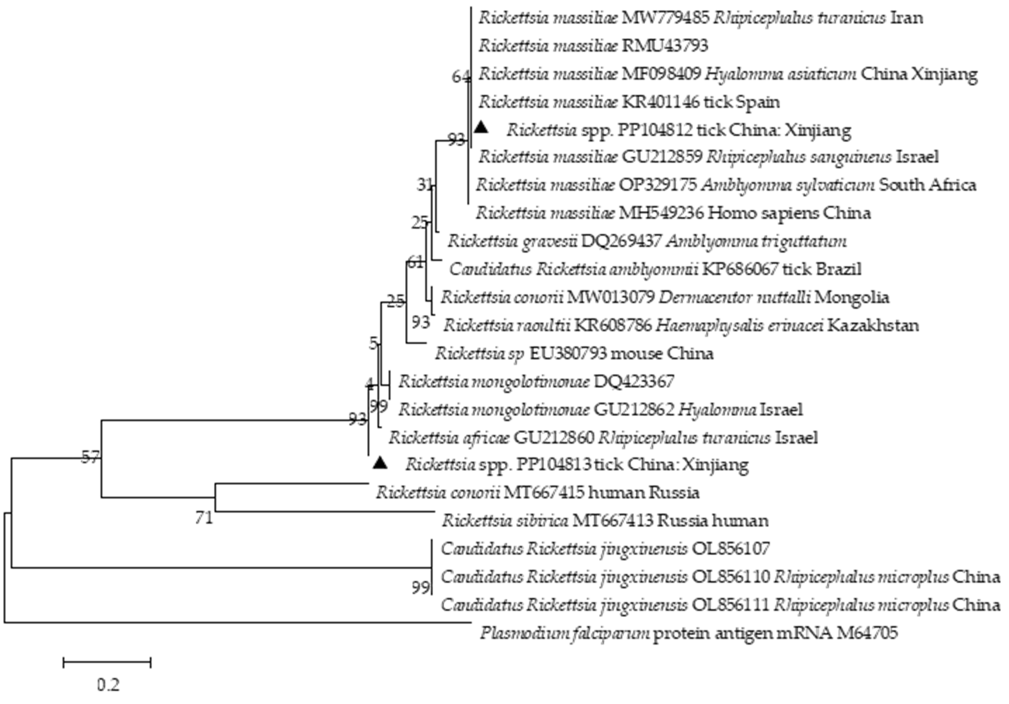 Pathogens 13 00680 g004