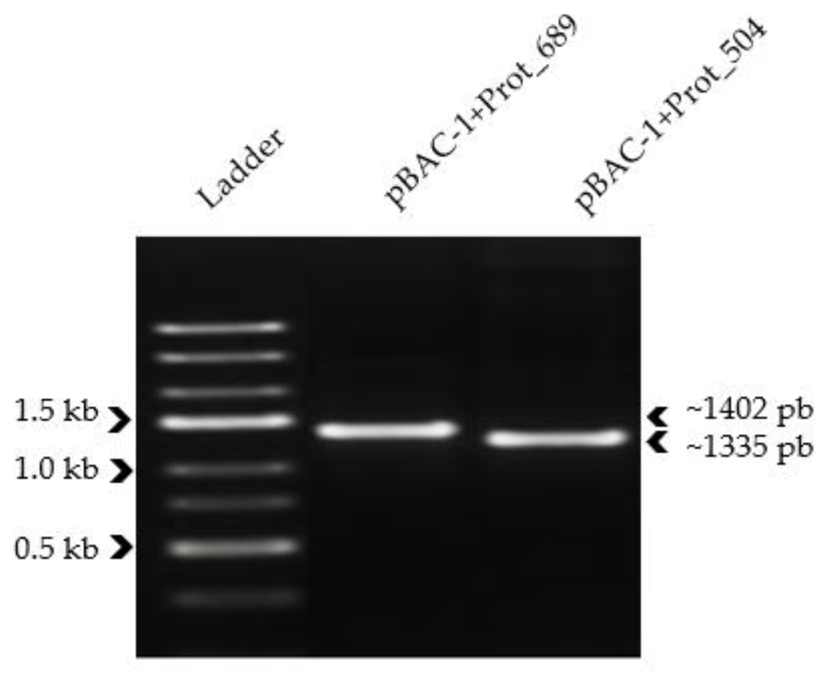 Pathogens 13 00690 g001