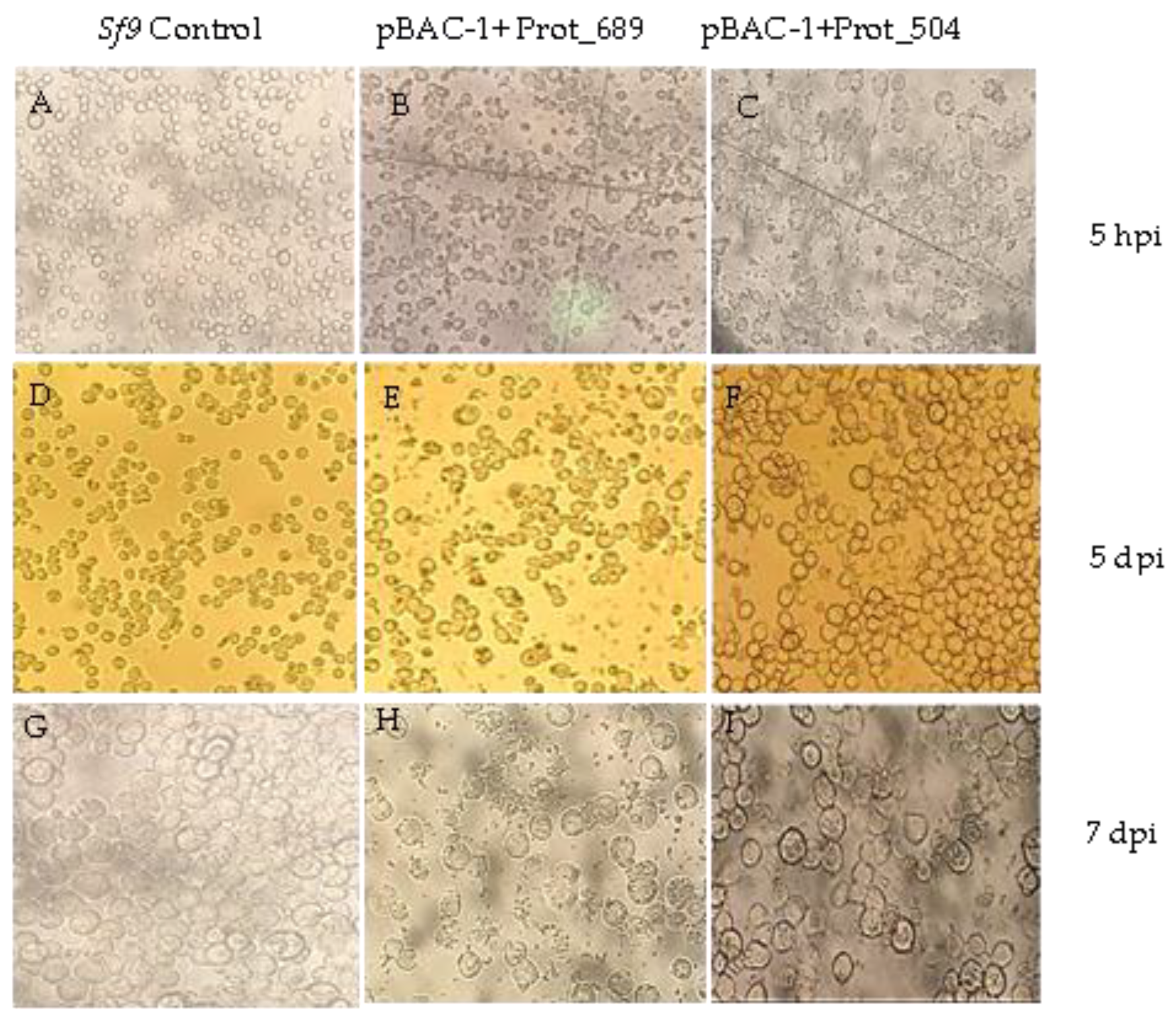 Pathogens 13 00690 g003