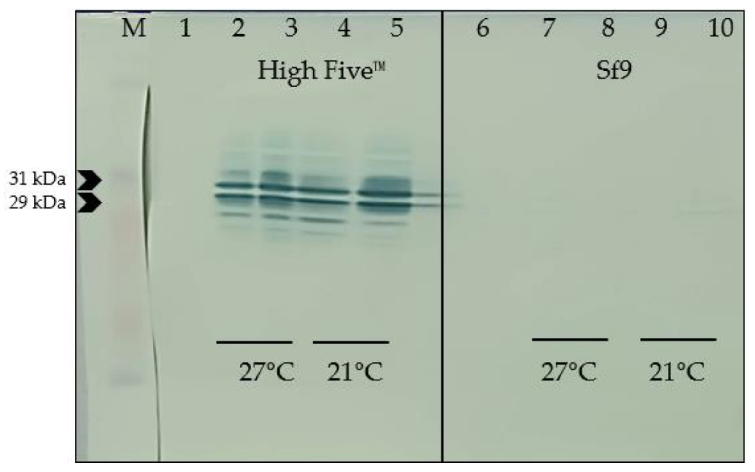Pathogens 13 00690 g004