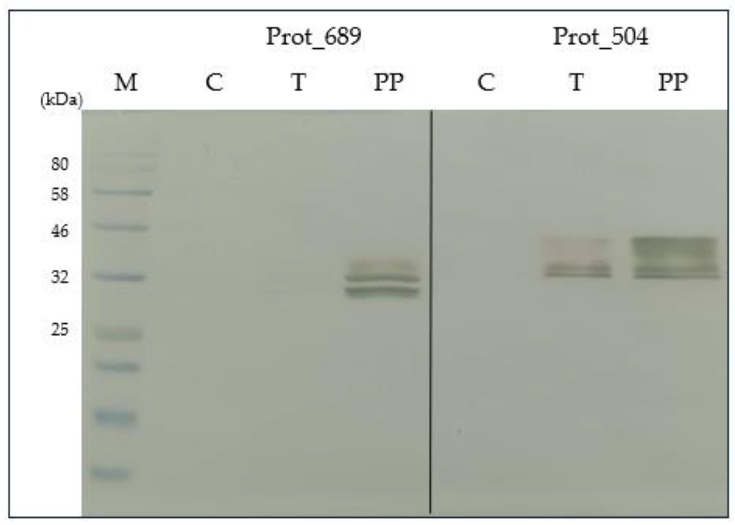 Pathogens 13 00690 g007