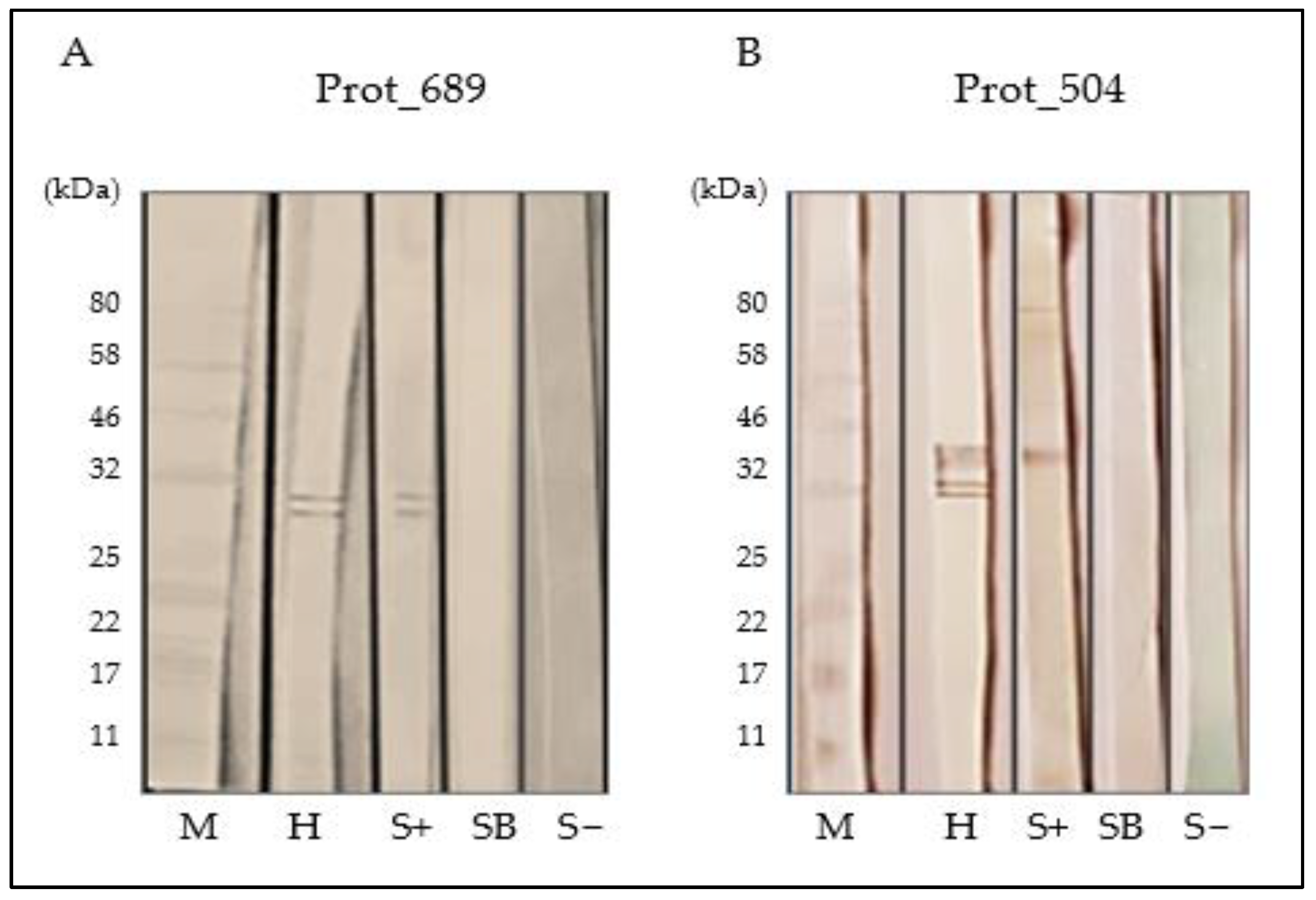 Pathogens 13 00690 g008