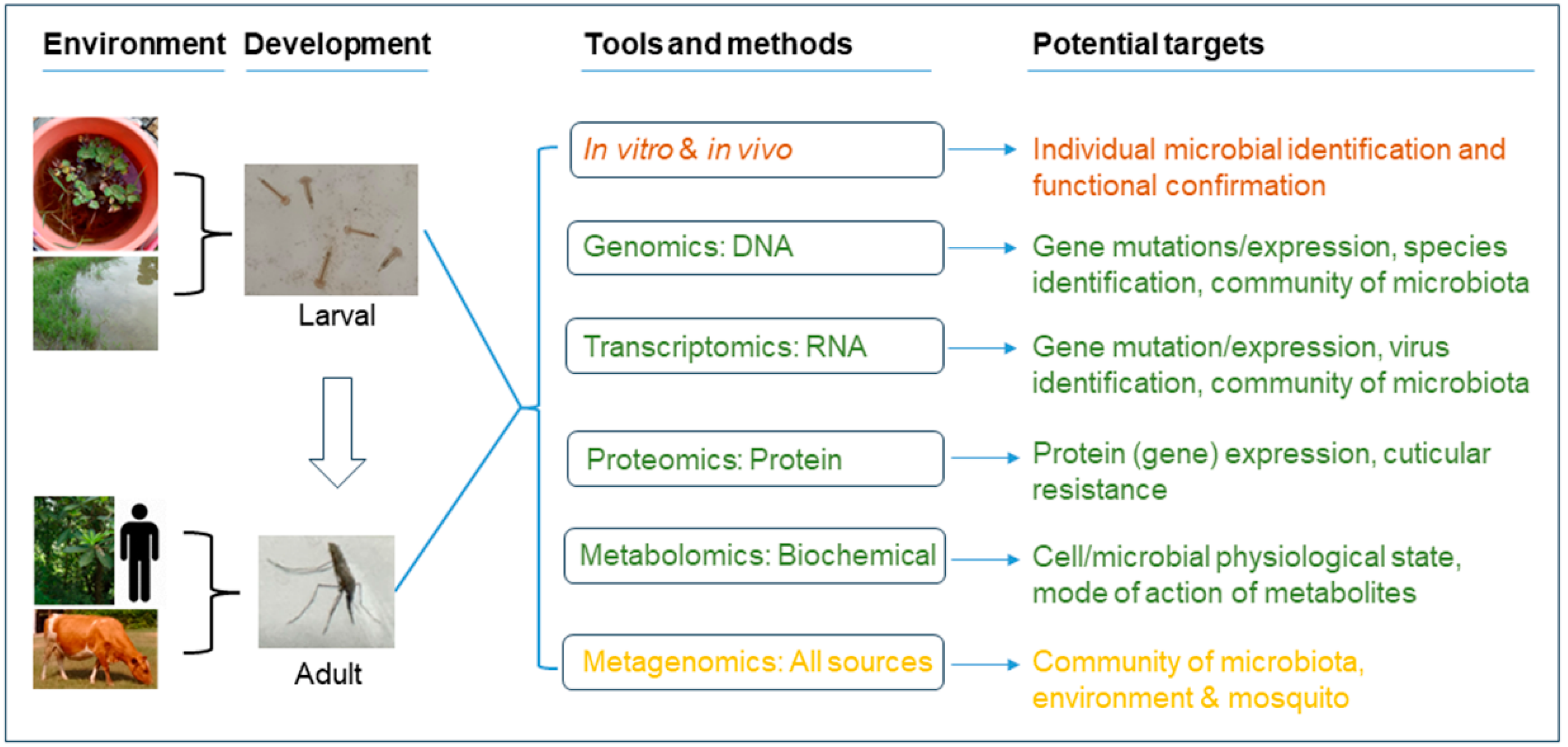 Pathogens 13 00691 g002