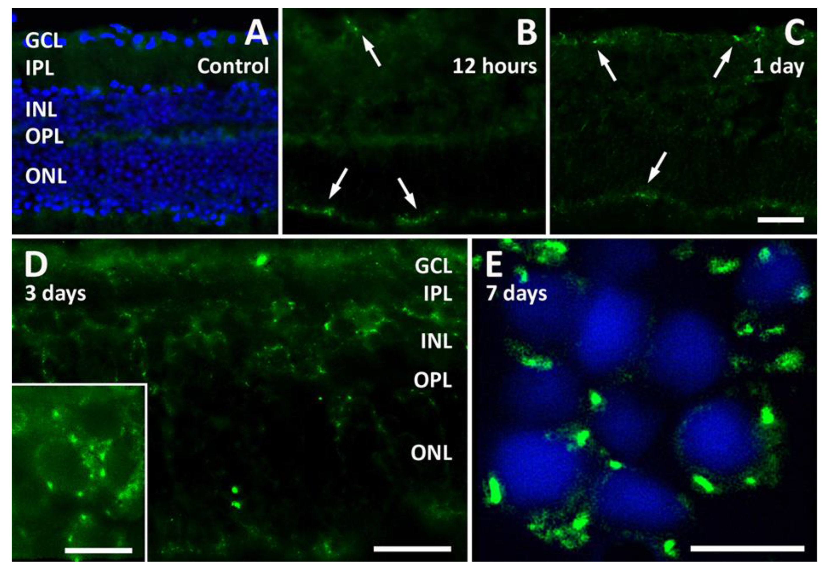 Pathogens 13 00701 g003