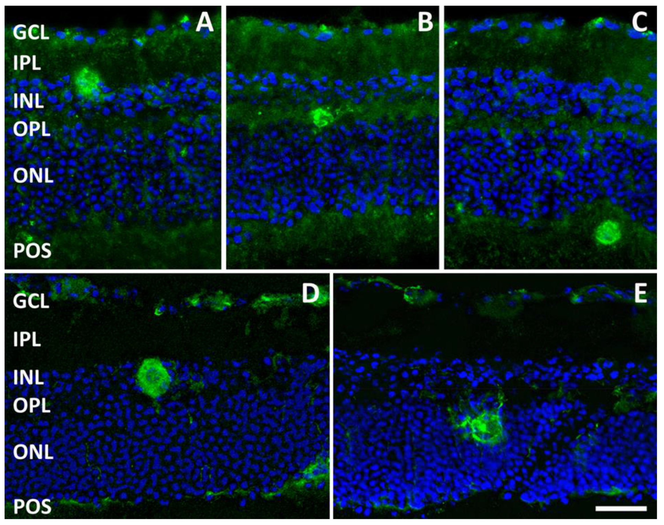 Pathogens 13 00701 g004