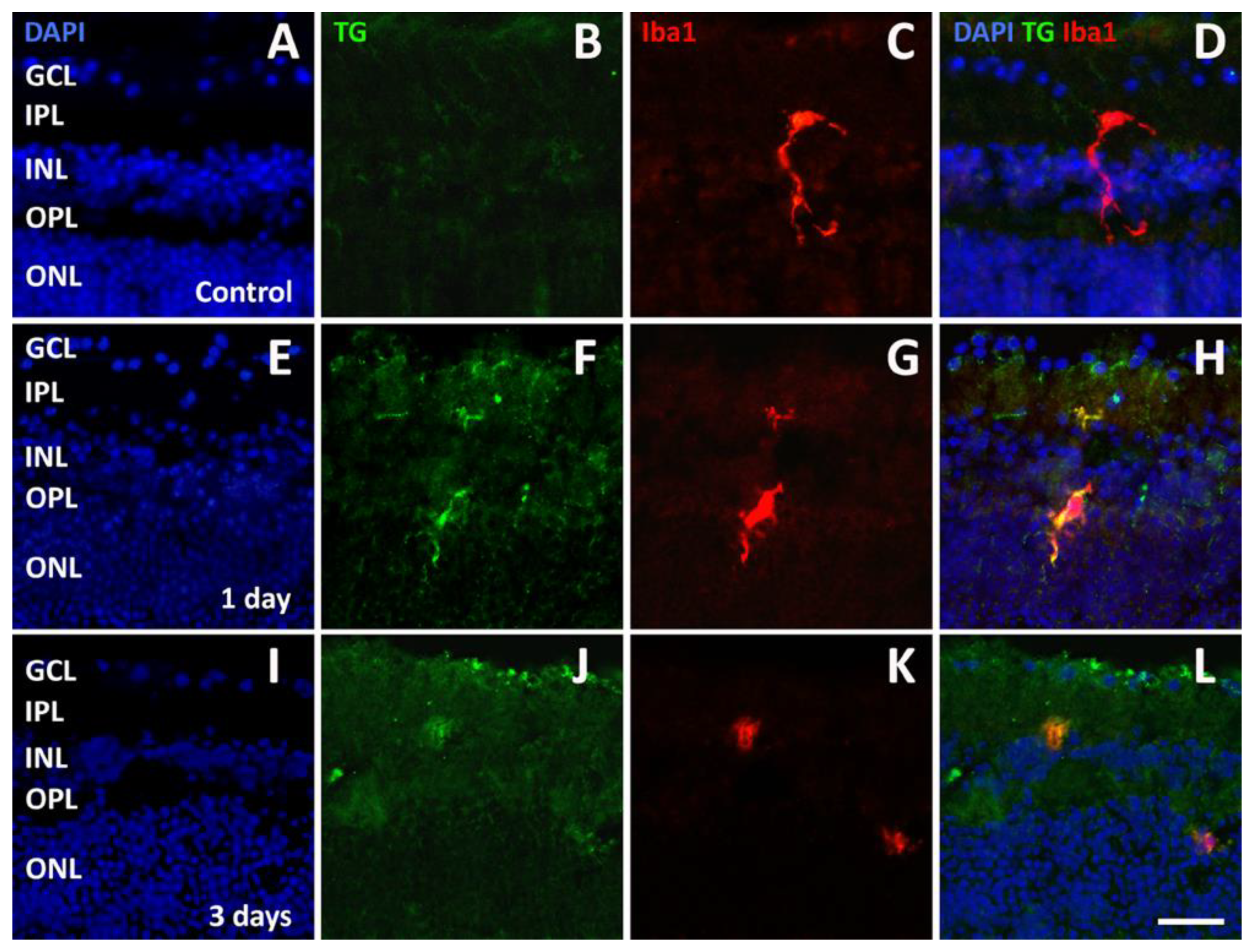 Pathogens 13 00701 g005