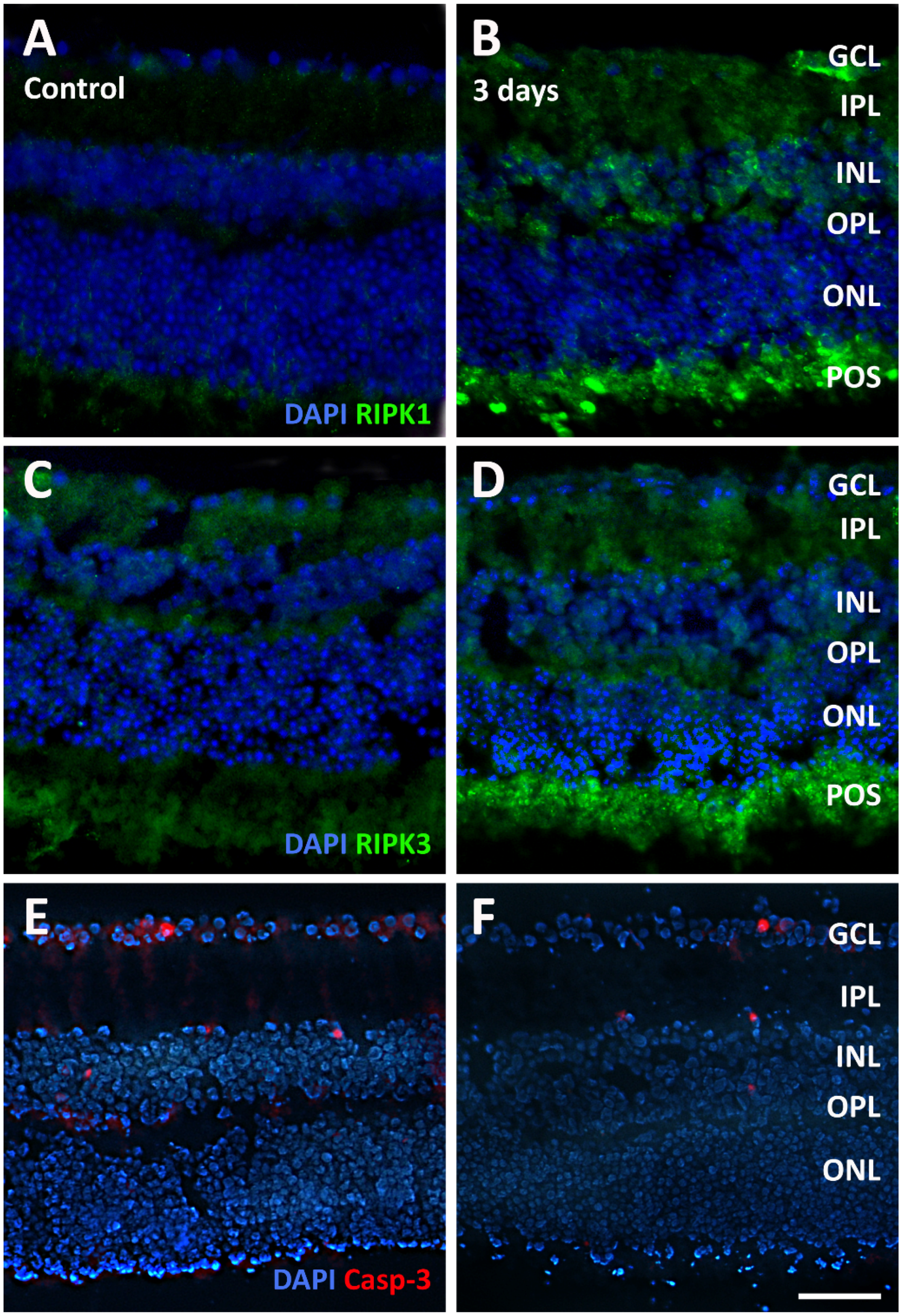 Pathogens 13 00701 g009
