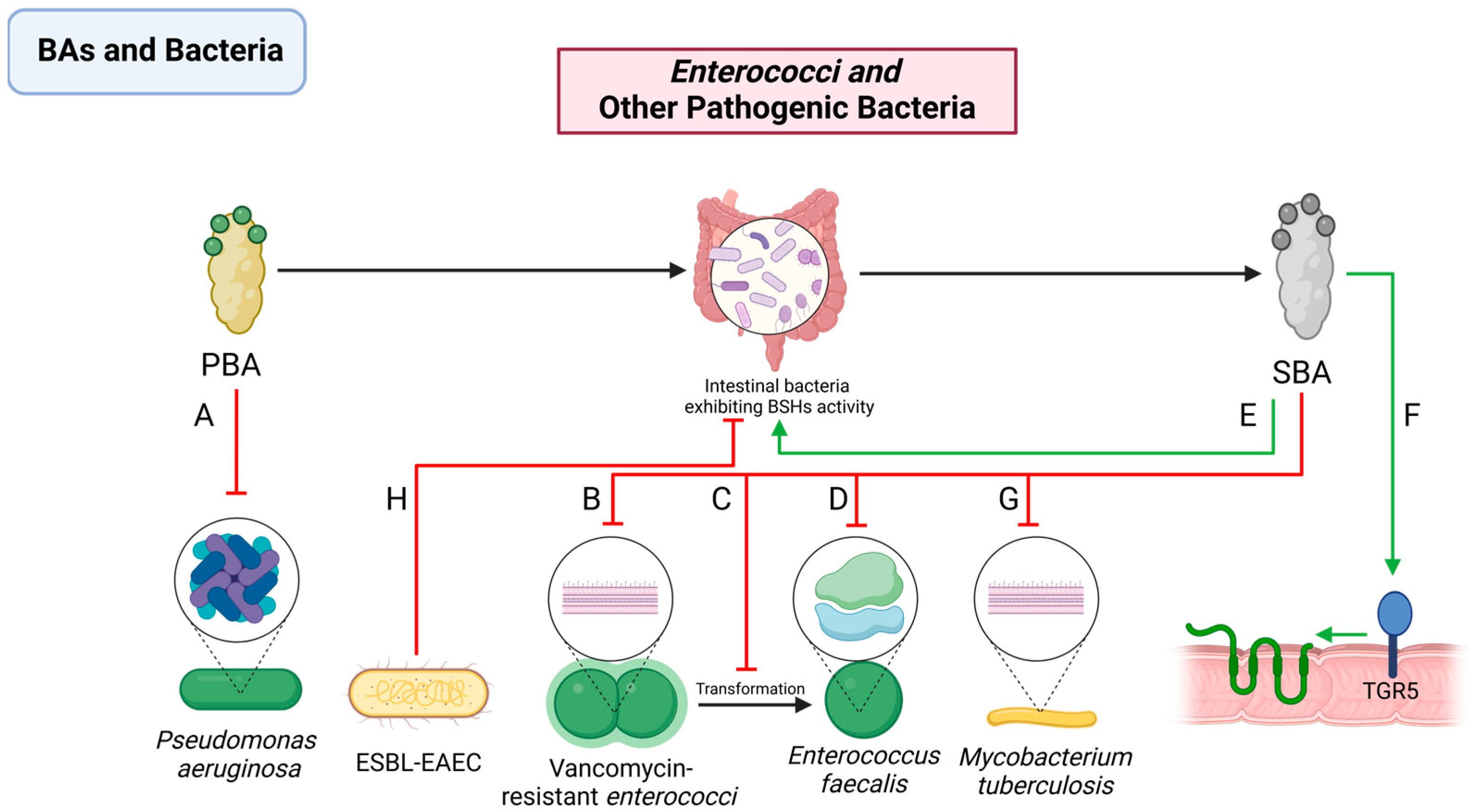 Pathogens 13 00702 g004
