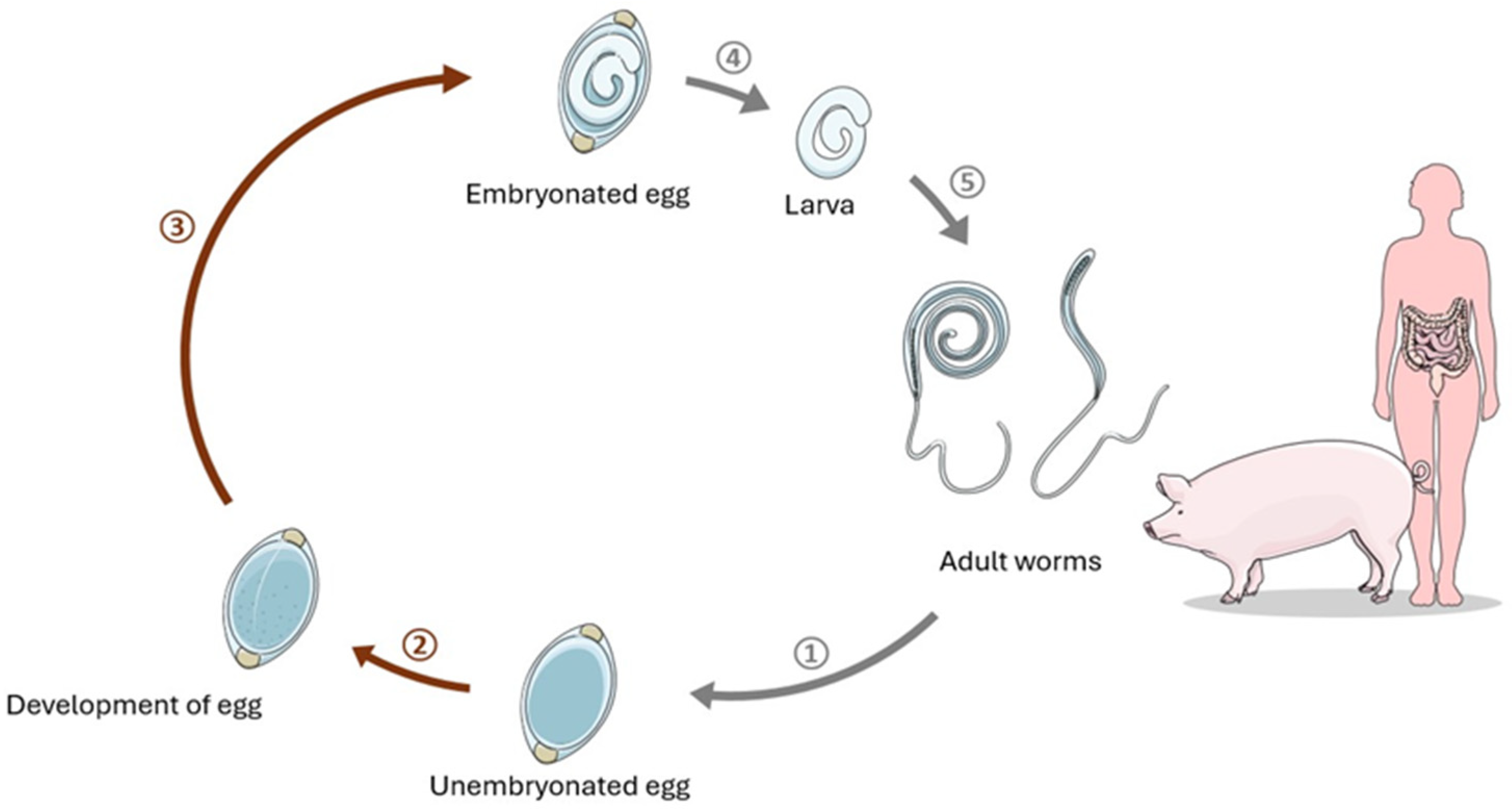 Pathogens 13 00703 g001