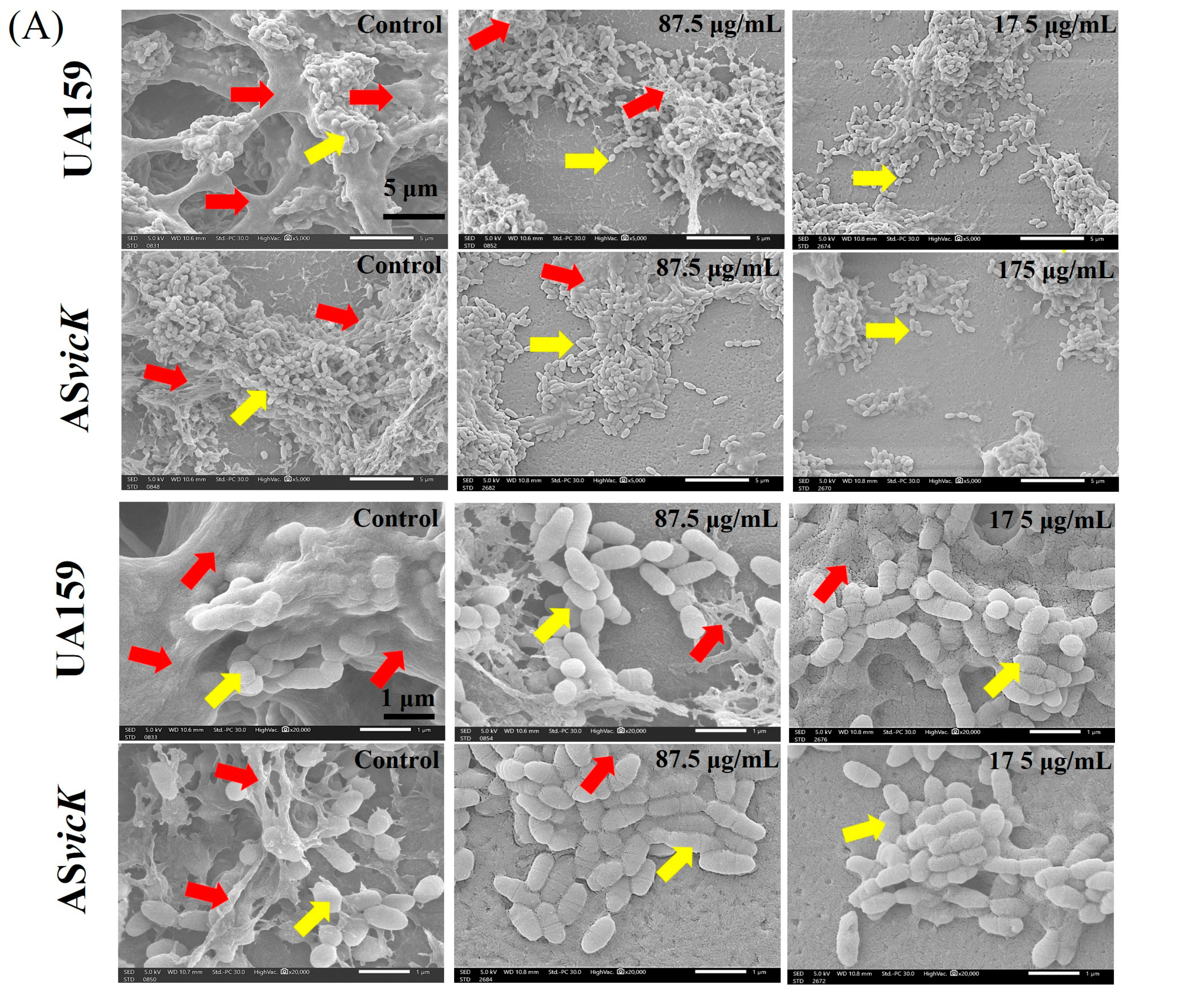 Pathogens 13 00707 g004a