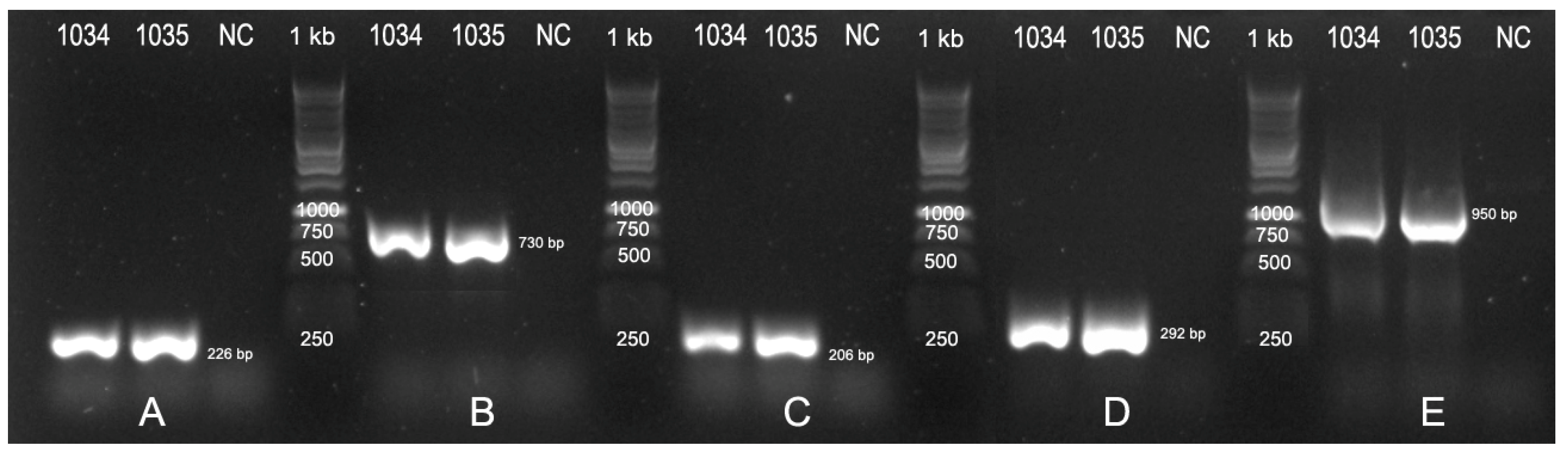 Pathogens 13 00708 g002
