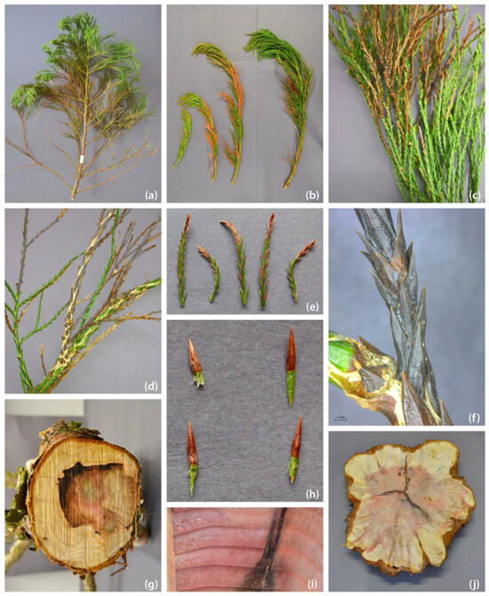 Pathogens 13 00715 g002