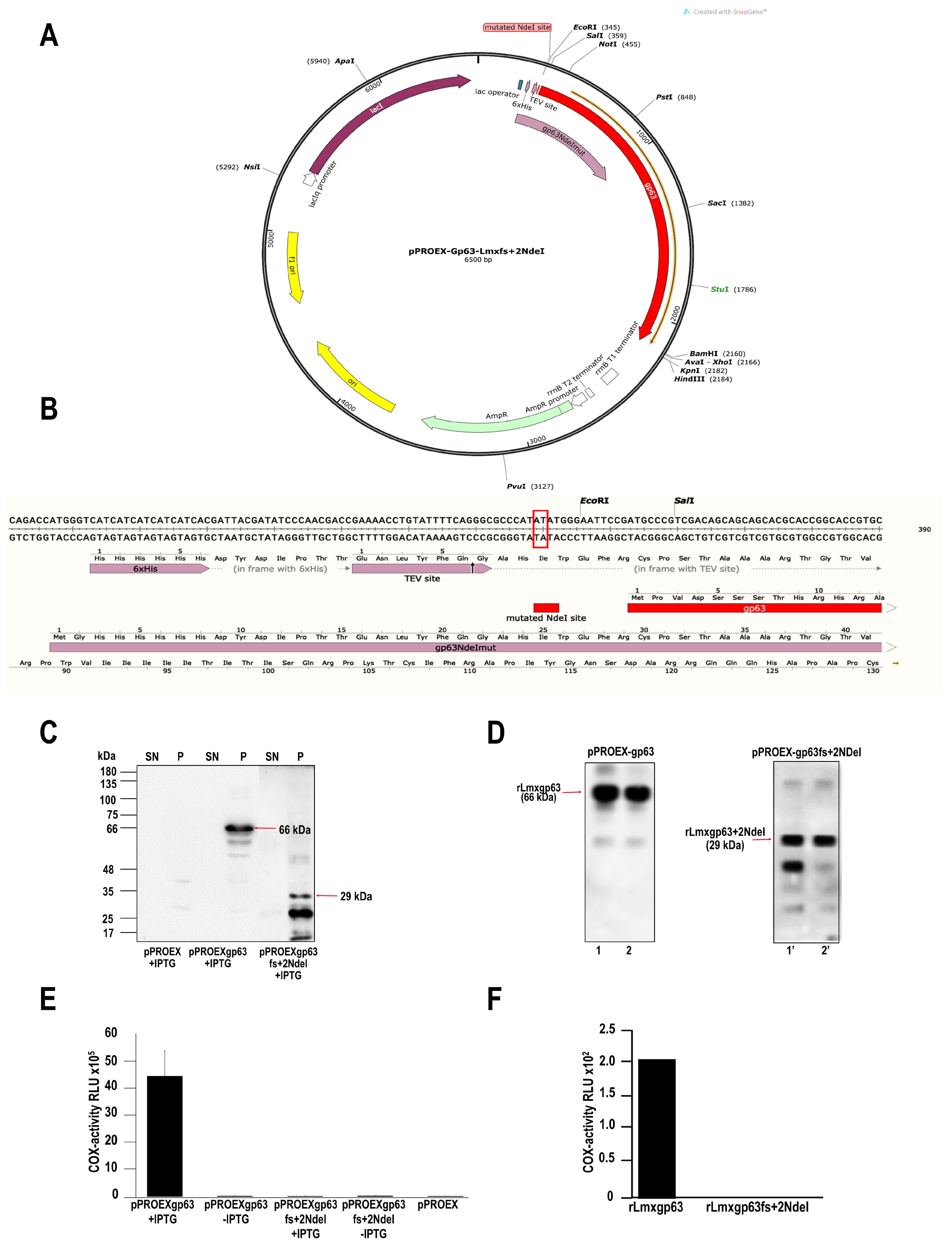 Pathogens 13 00718 g001
