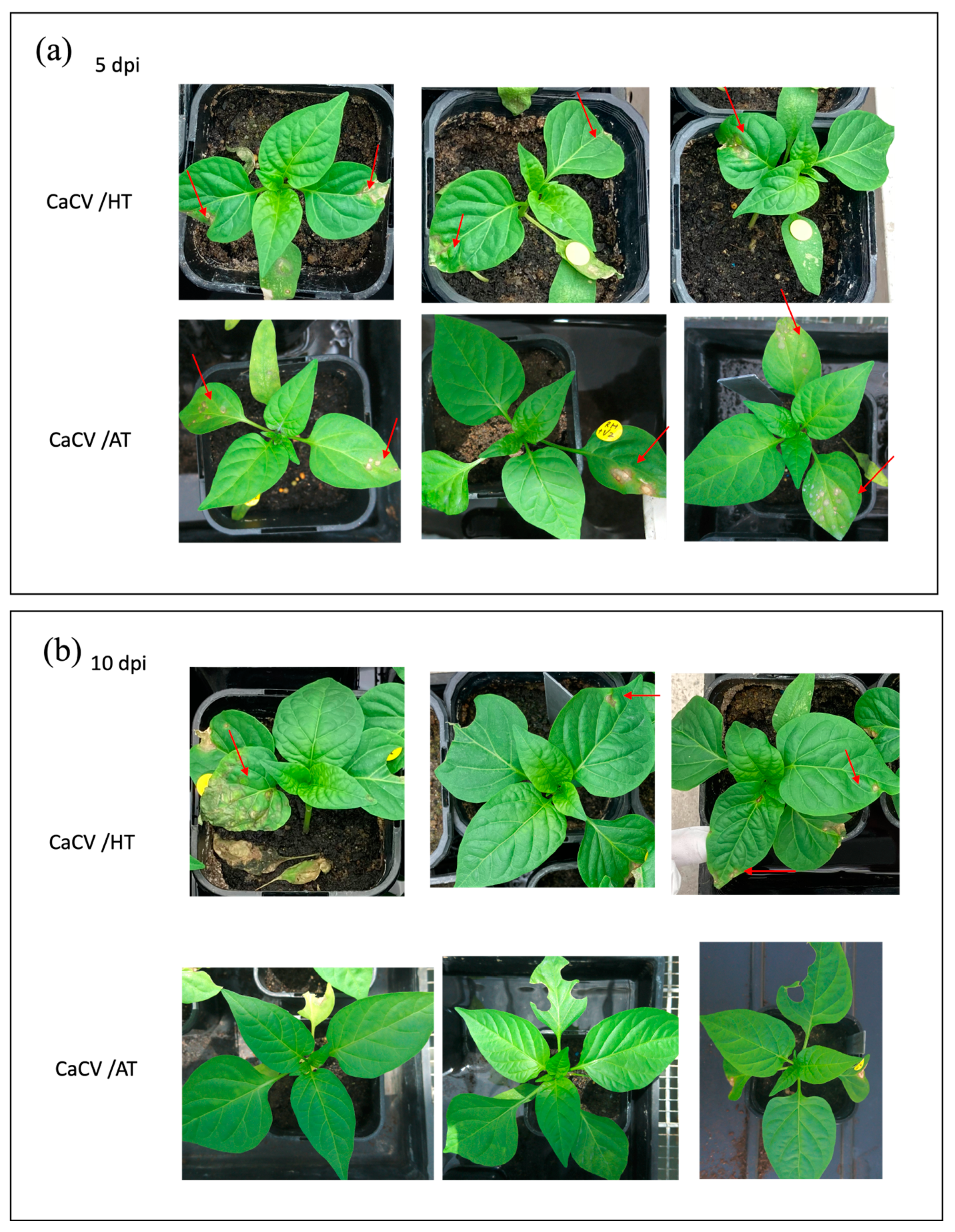 Pathogens 13 00745 g001