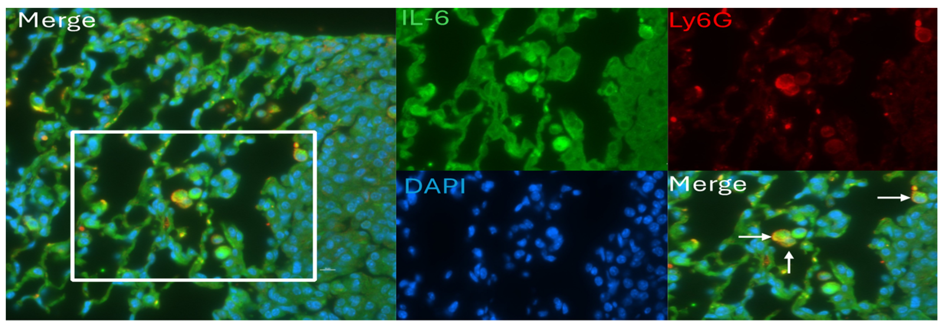 Pathogens 13 00747 g008 Pathogens 13 00747 g008