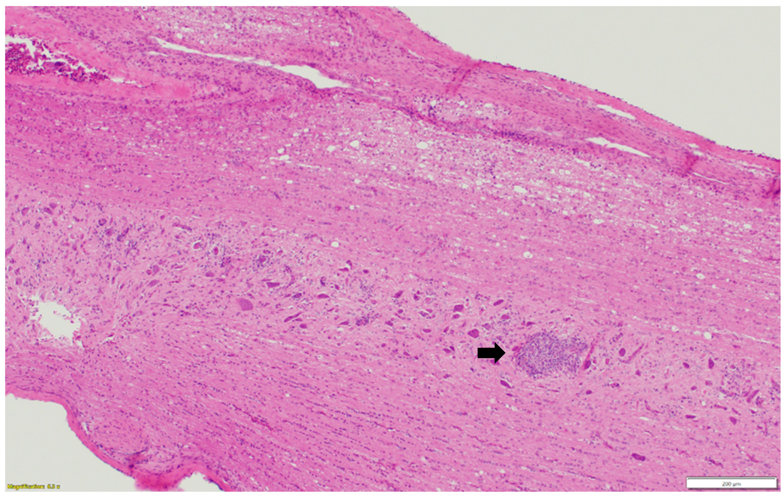 Pathogens 13 00758 g003