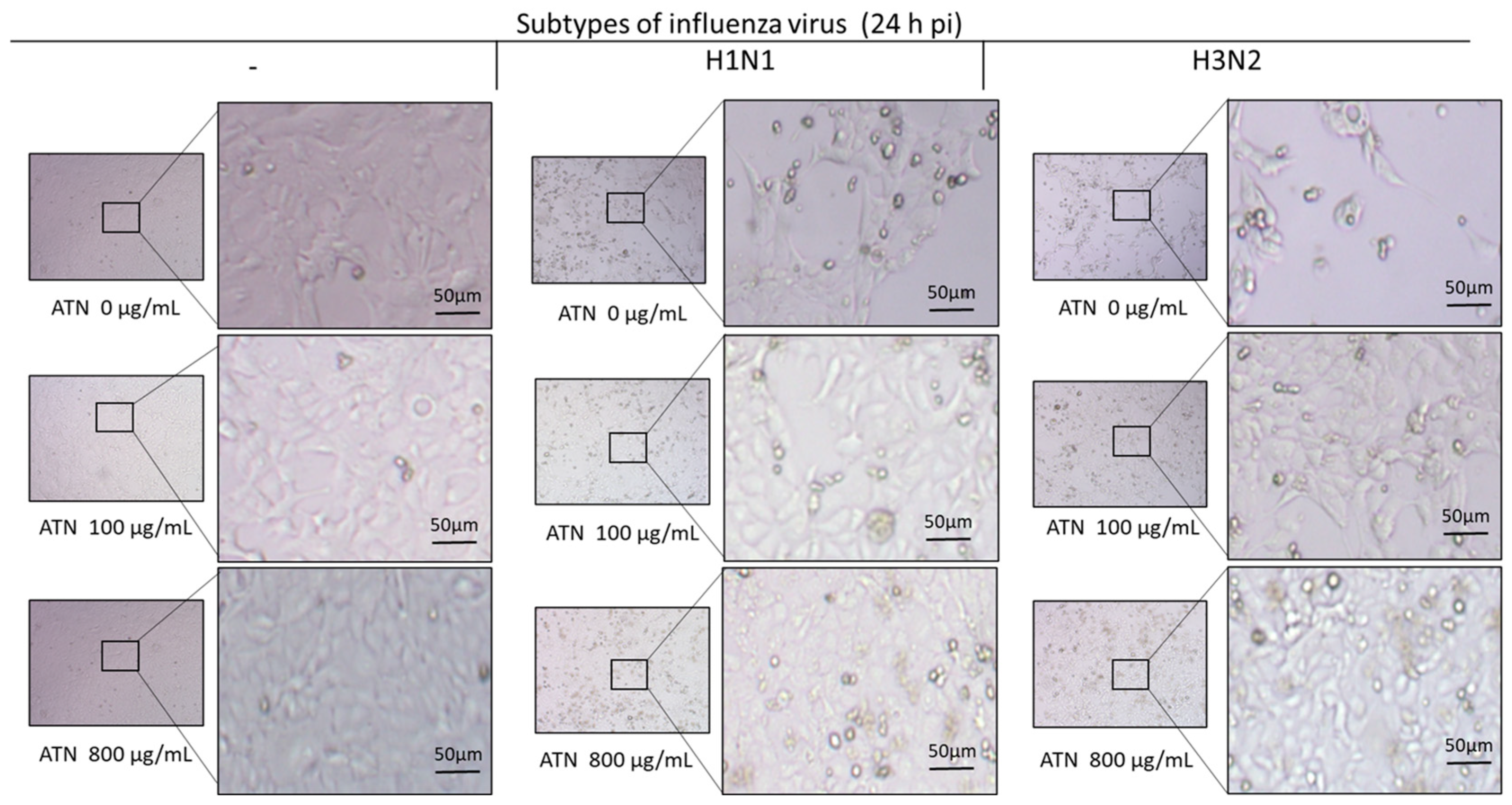 Pathogens 13 00761 g004