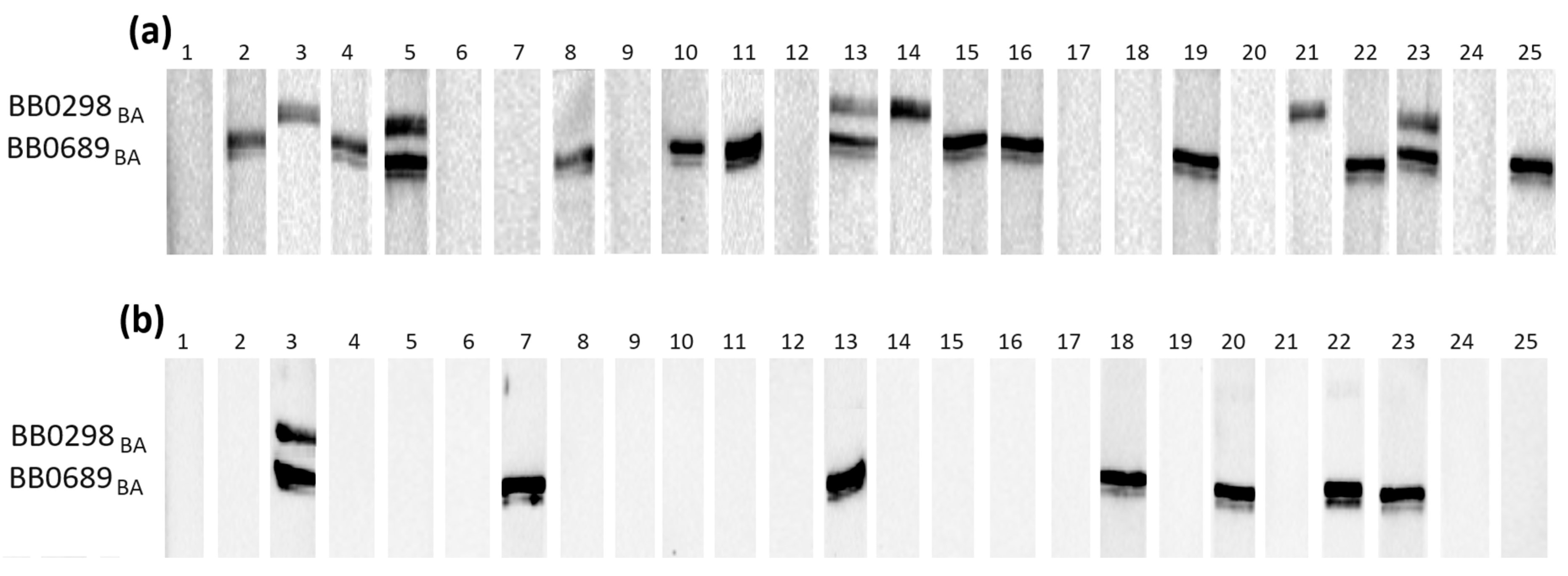 Pathogens 13 00767 g002