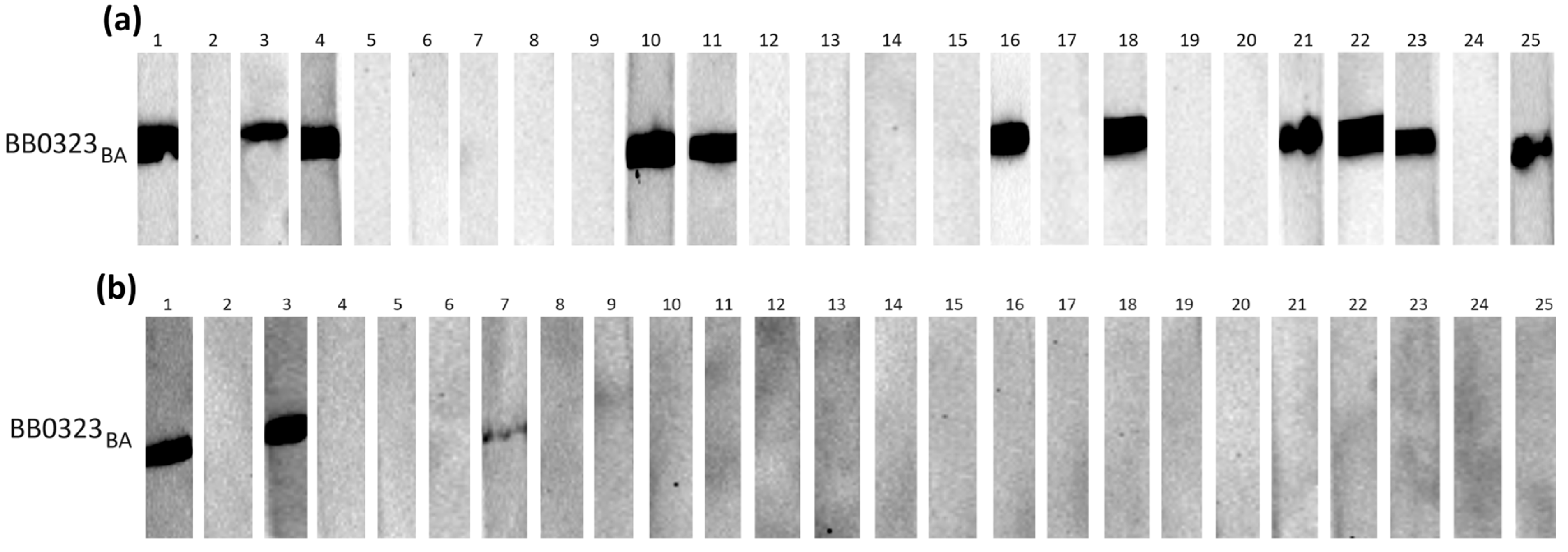 Pathogens 13 00767 g003