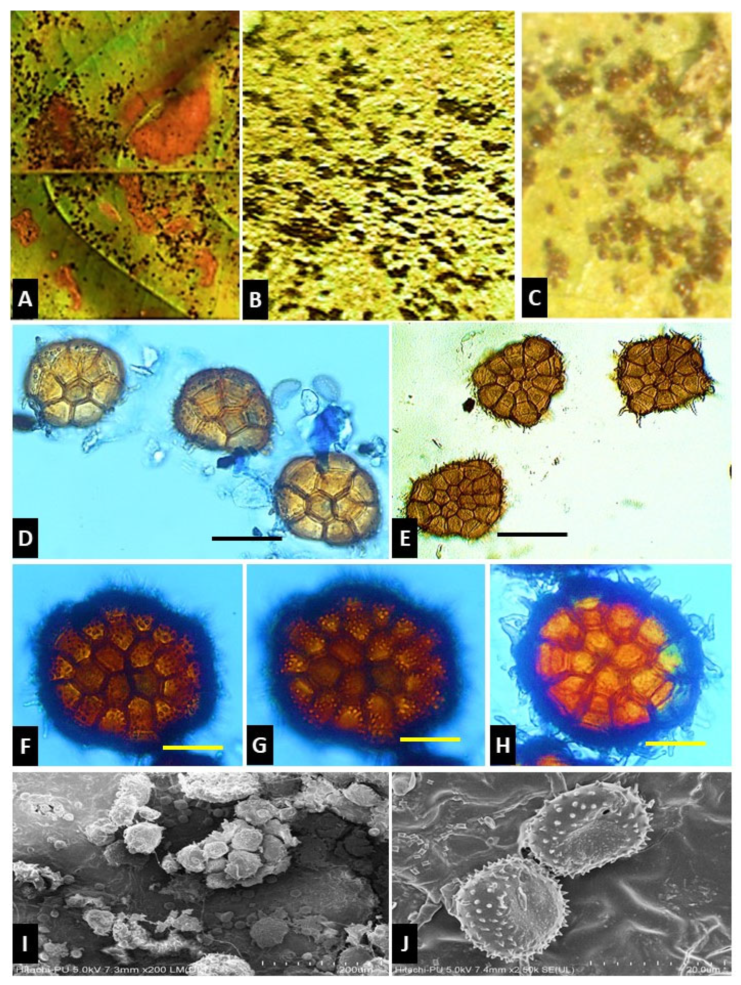 Pathogens 13 00775 g001 Pathogens 13 00775 g001