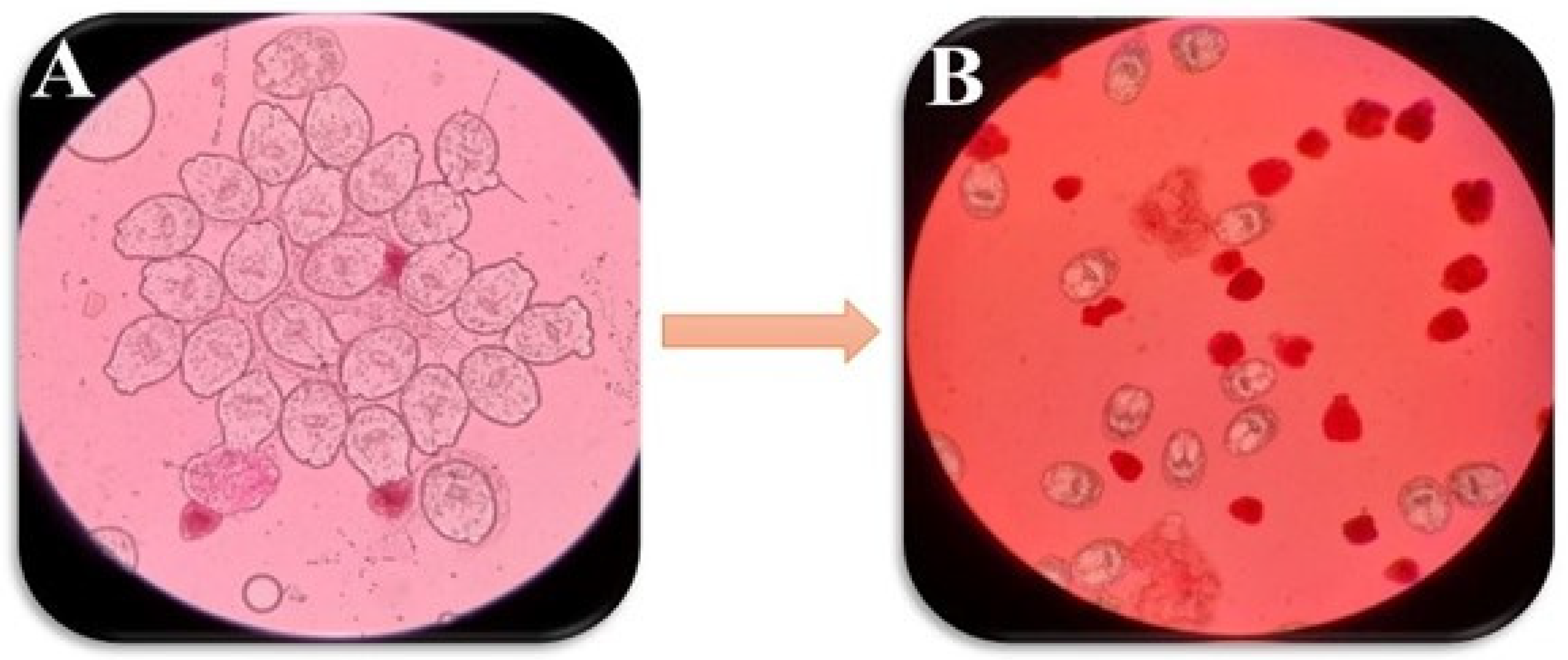 Pathogens 13 00790 g007