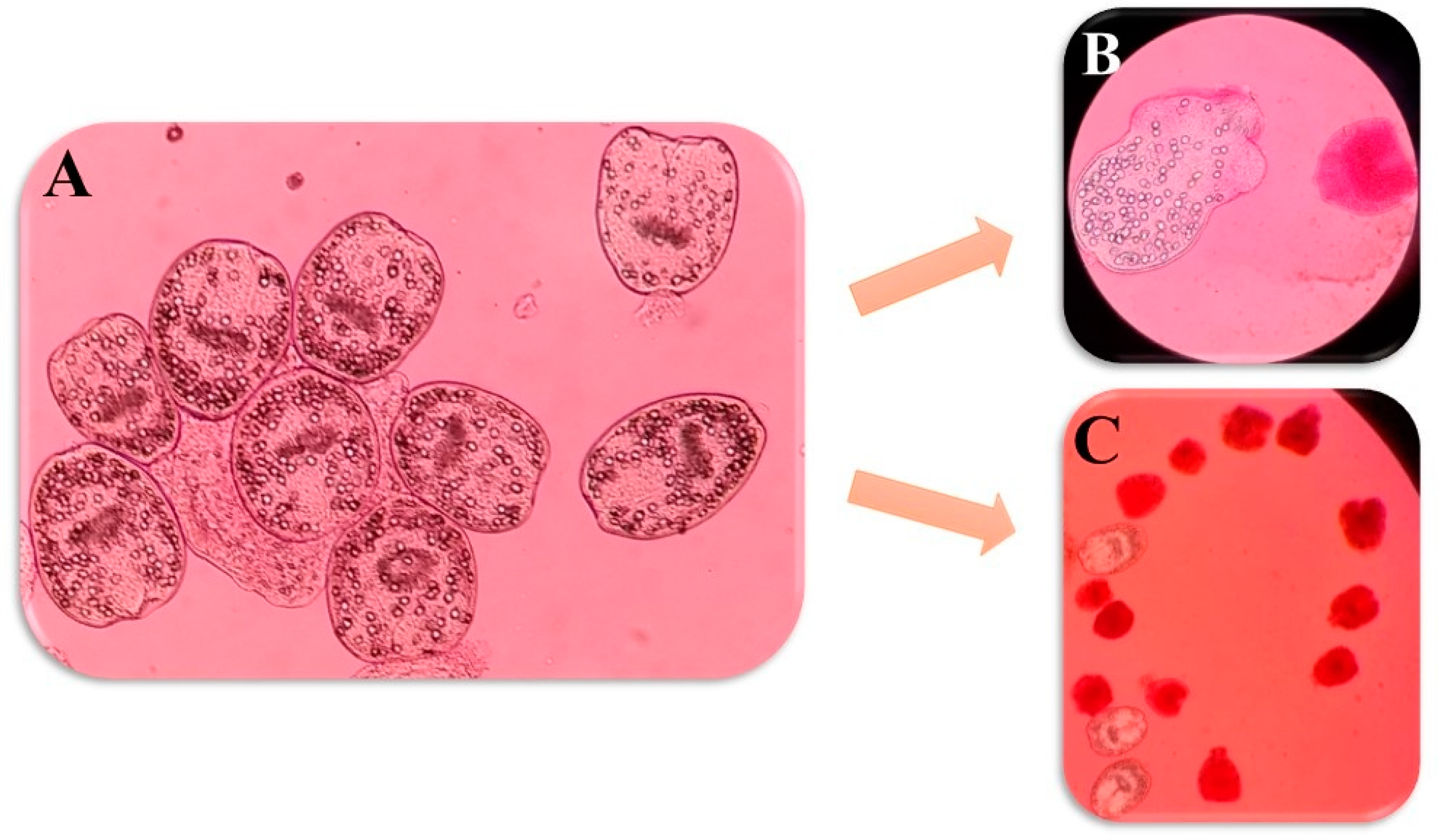 Pathogens 13 00790 g009