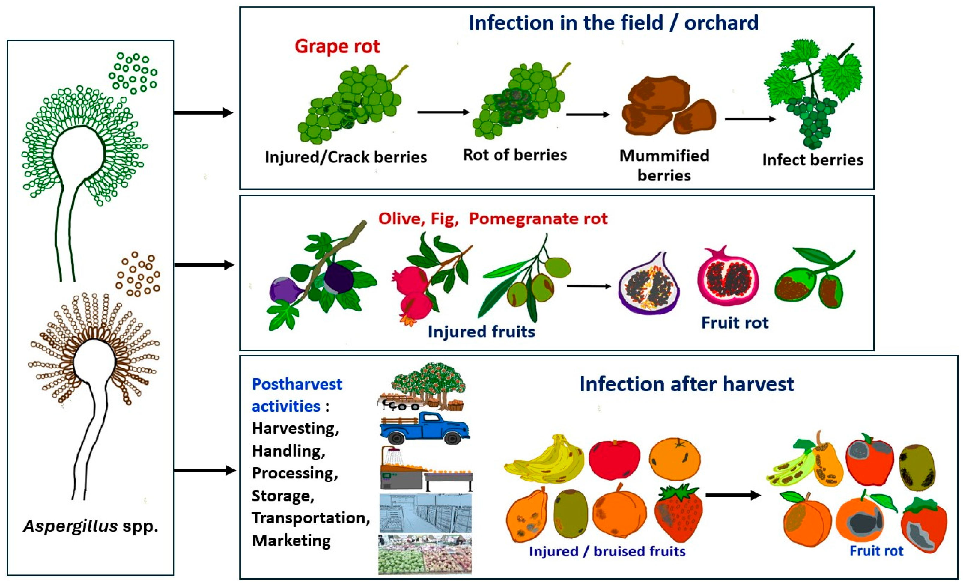 Pathogens 13 00813 g002 Pathogens 13 00813 g002