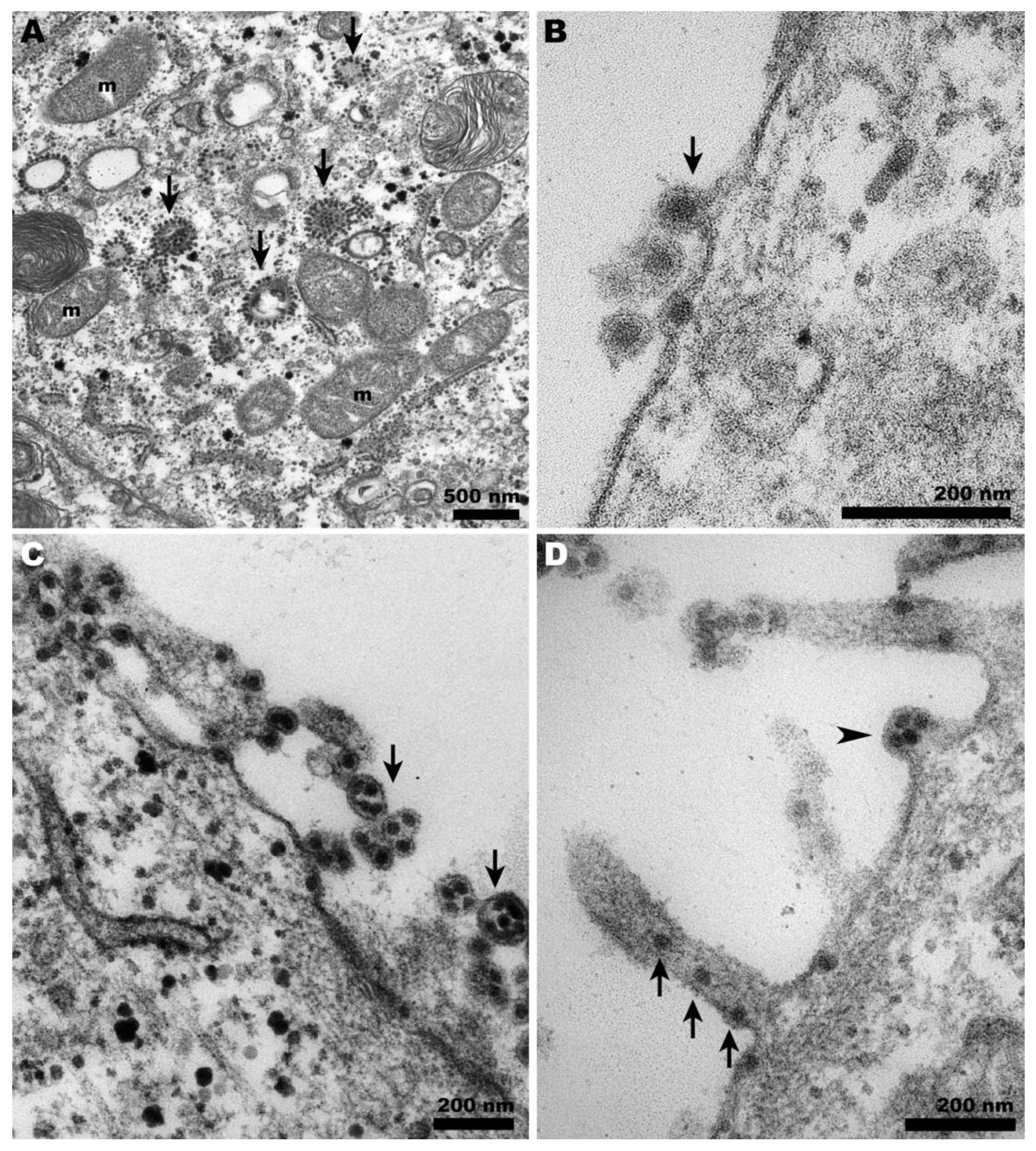 Pathogens 13 00814 g003 Pathogens 13 00814 g003