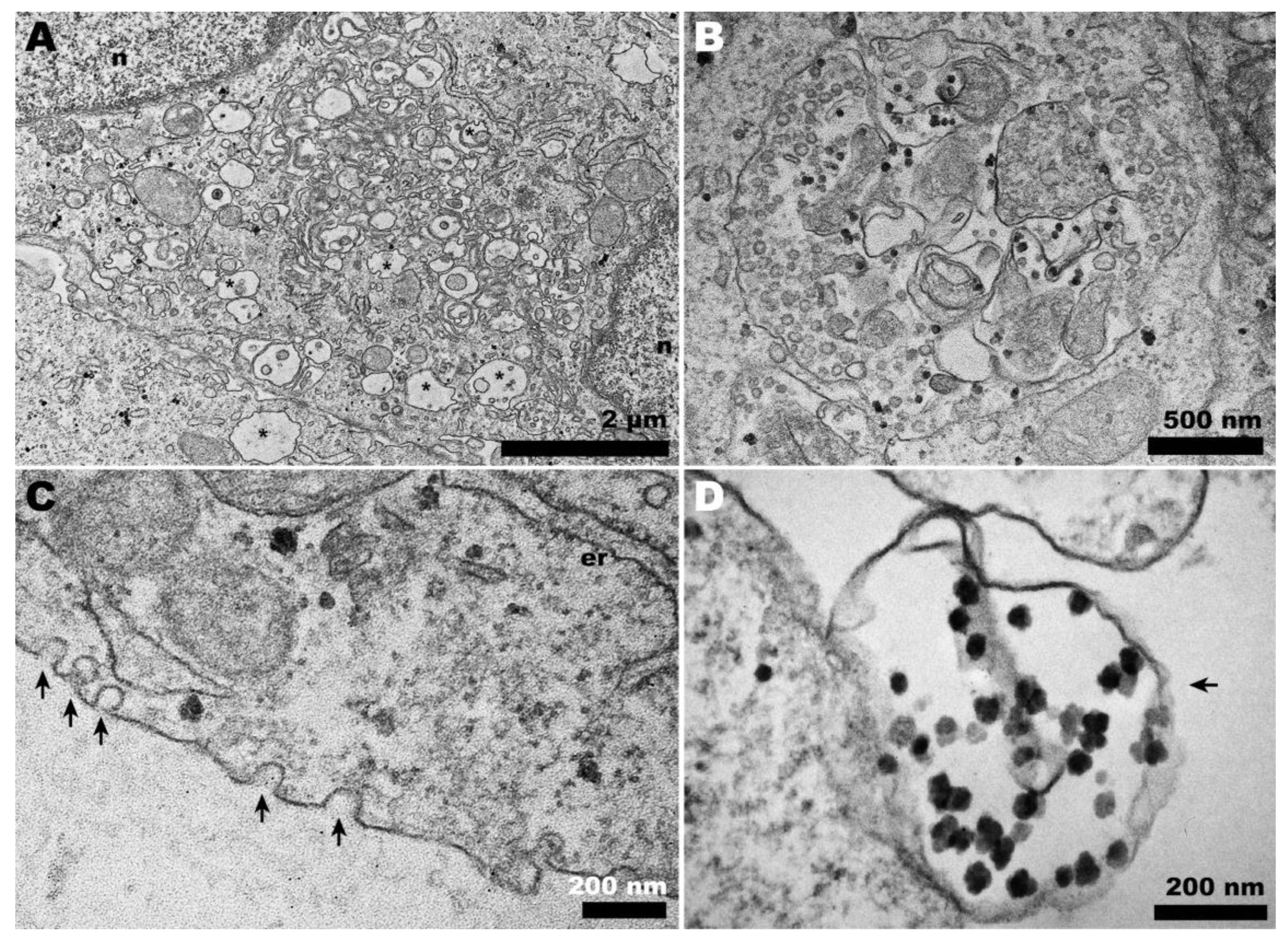 Pathogens 13 00814 g004 Pathogens 13 00814 g004