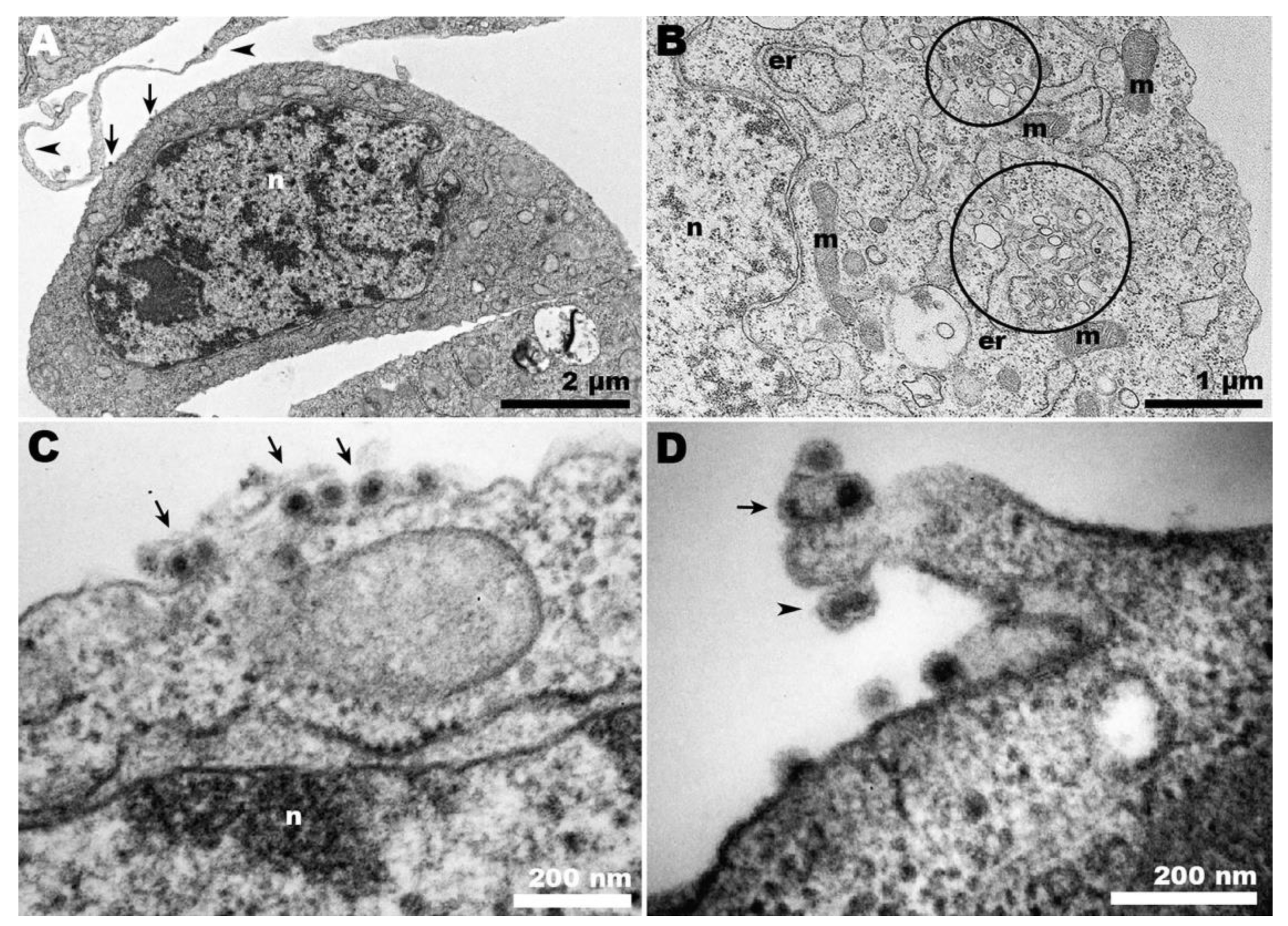 Pathogens 13 00814 g005 Pathogens 13 00814 g005