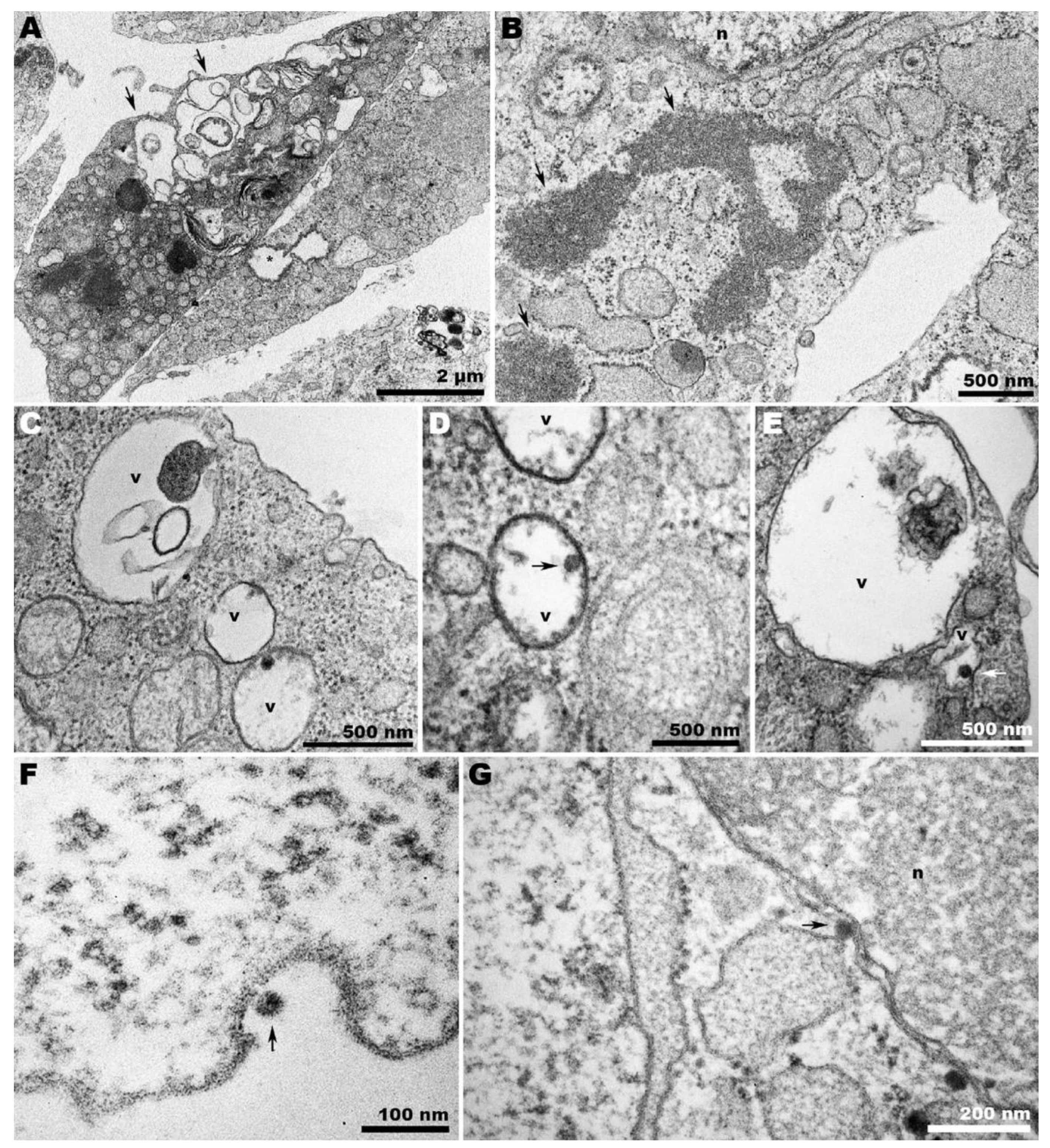 Pathogens 13 00814 g006 Pathogens 13 00814 g006