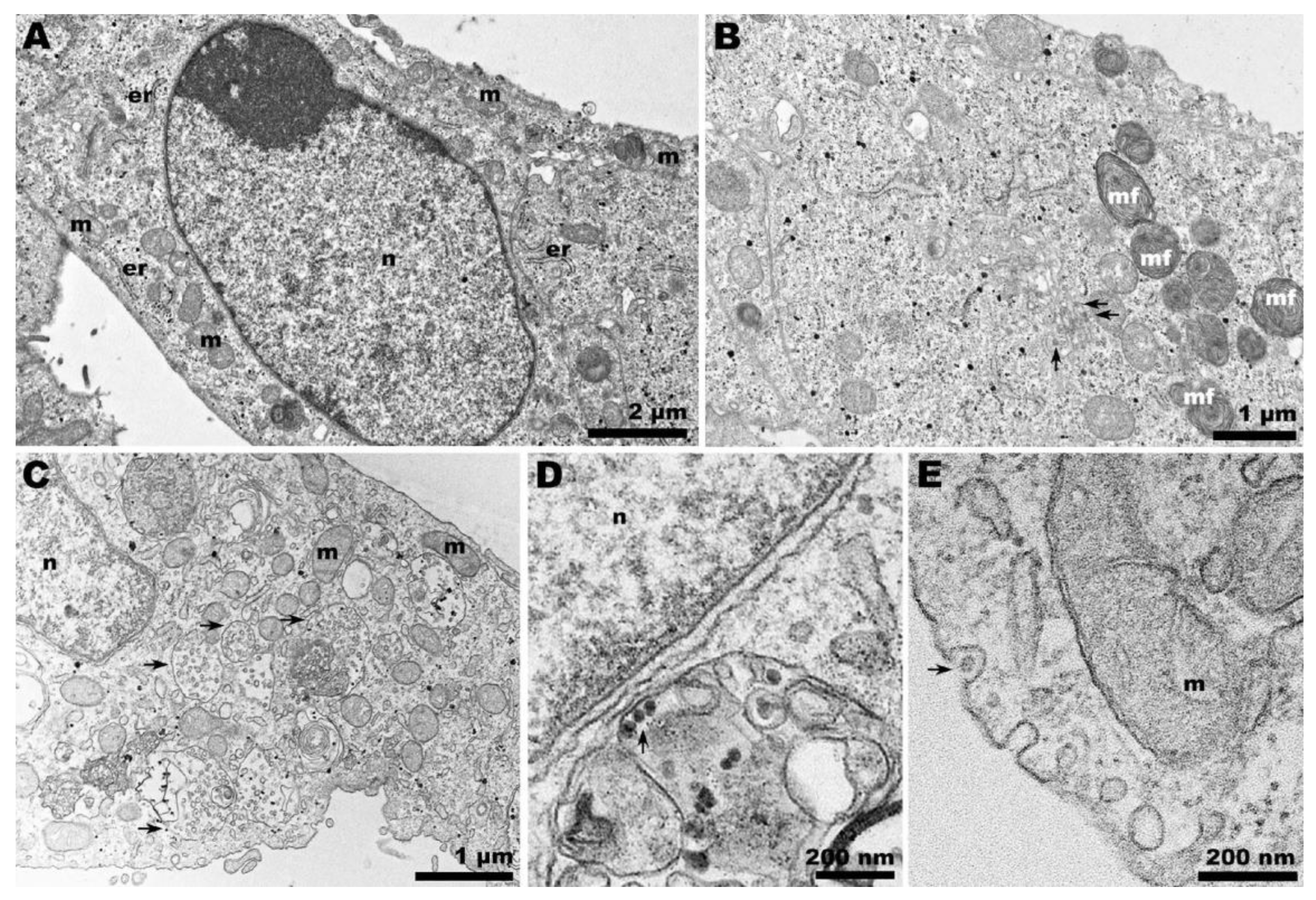 Pathogens 13 00814 g007 Pathogens 13 00814 g007