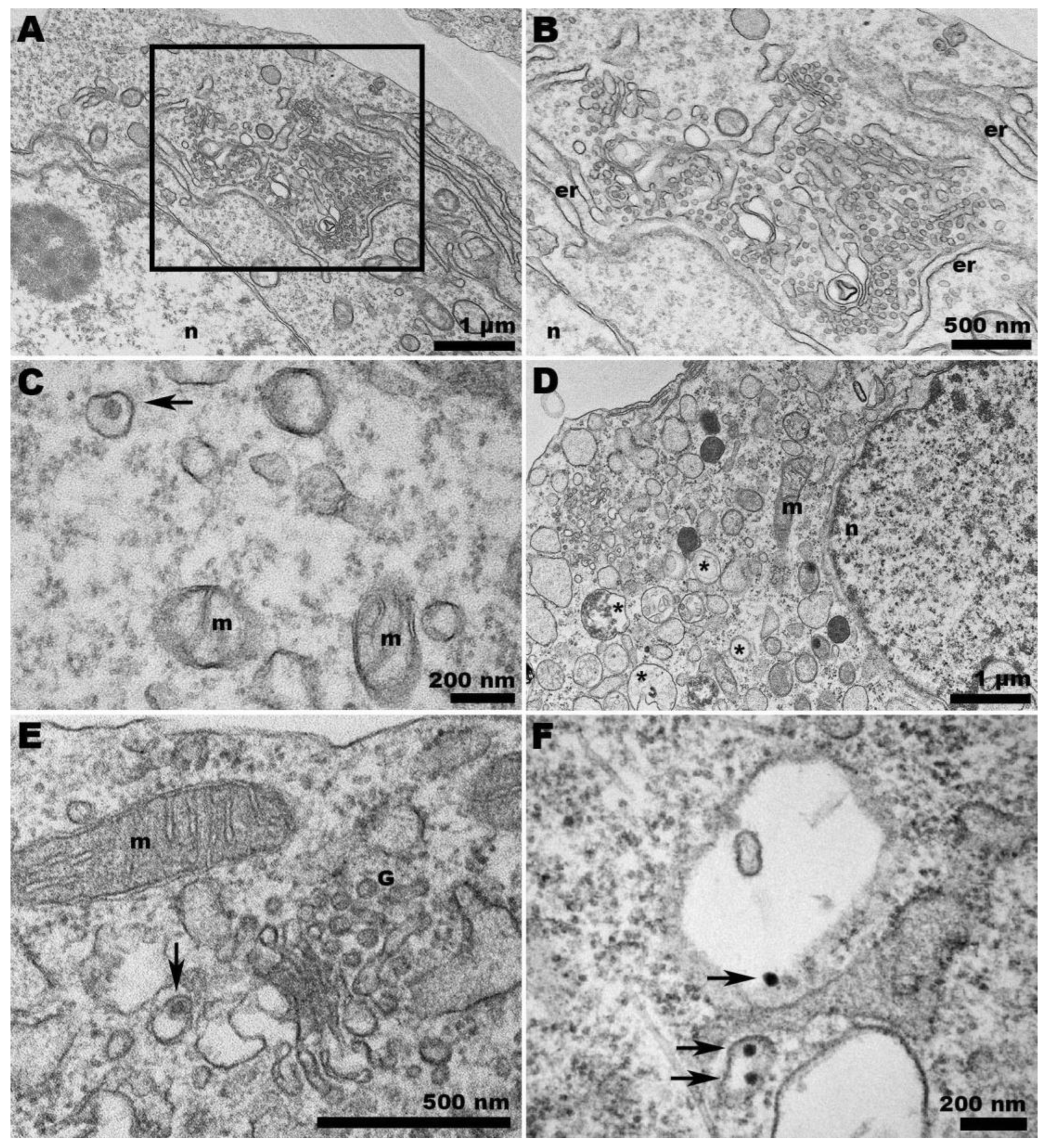 Pathogens 13 00814 g008 Pathogens 13 00814 g008