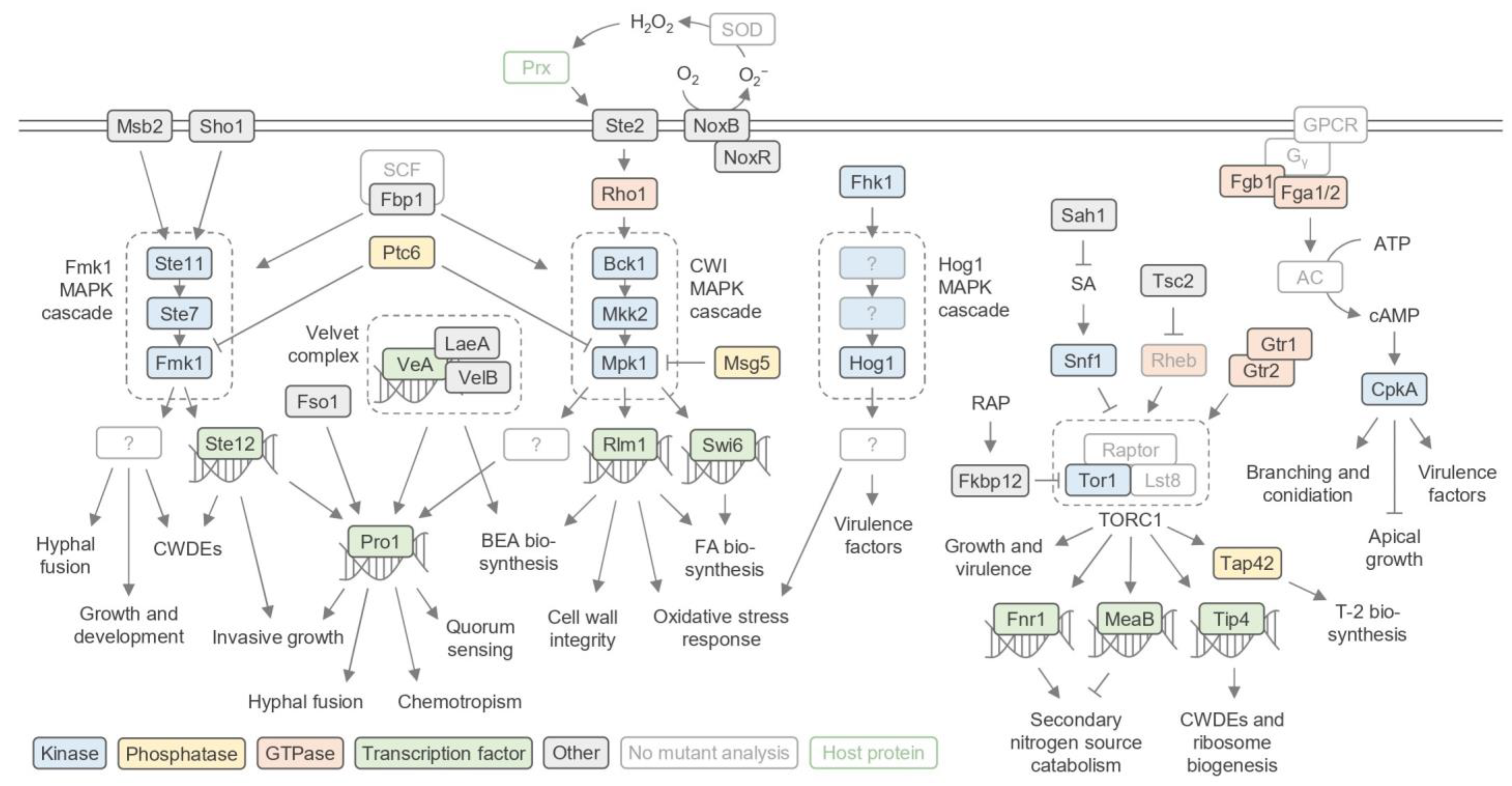 Pathogens 13 00823 g004