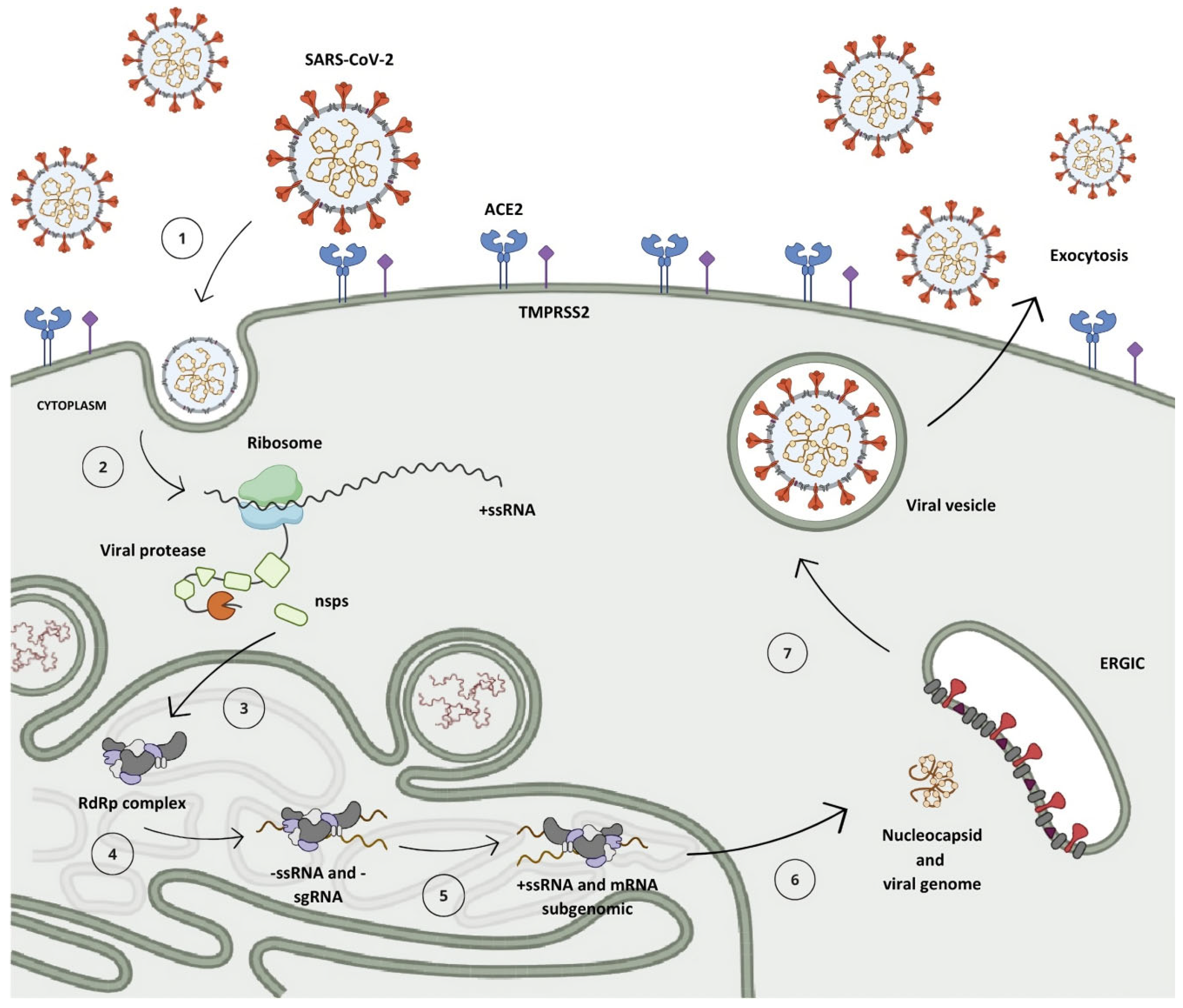Pathogens 13 00825 g003