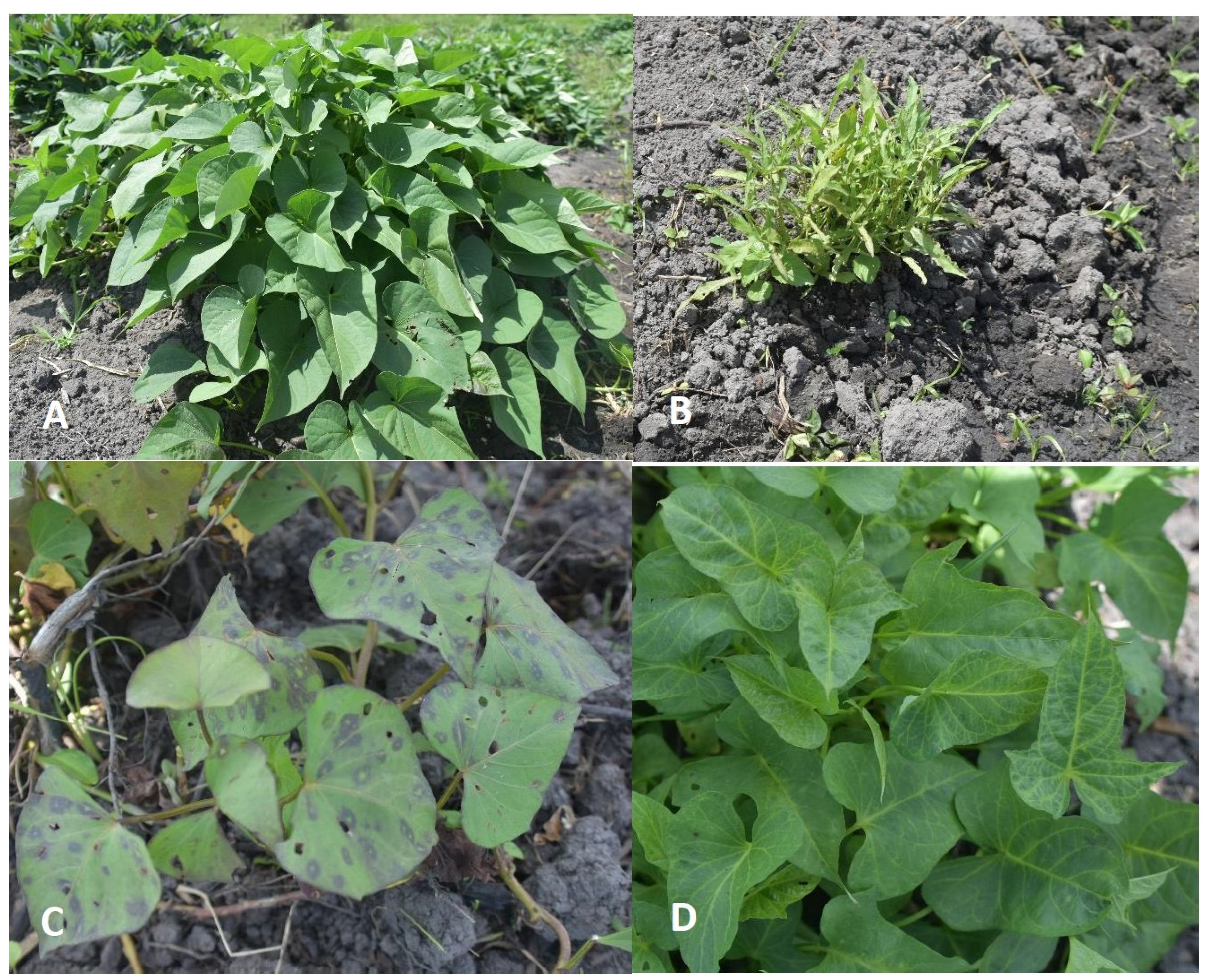 Pathogens 13 00833 g001