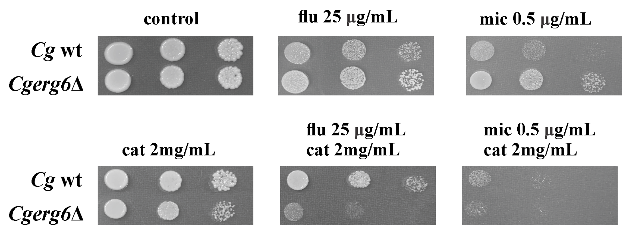 Pathogens 13 00834 g001