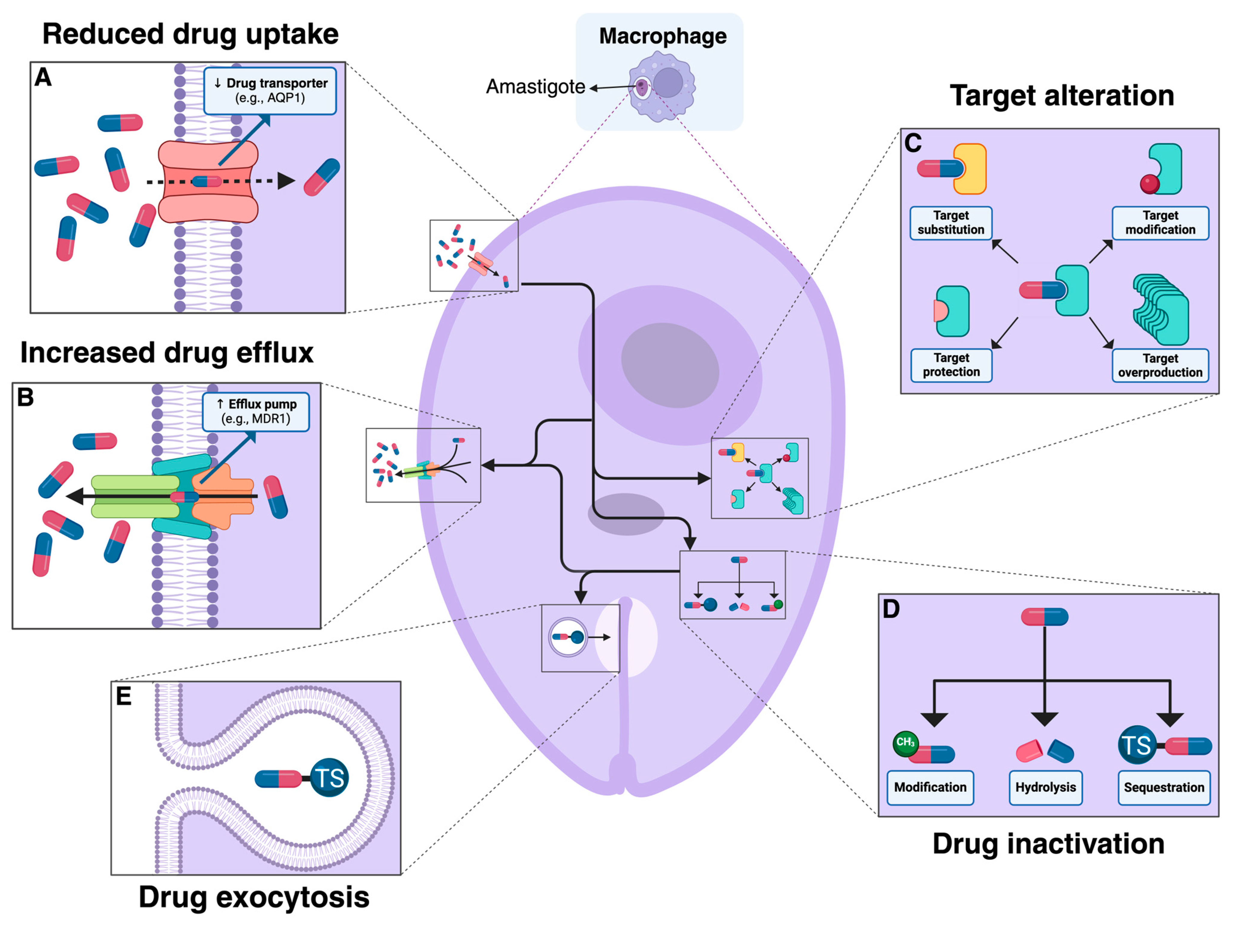 Pathogens 13 00835 g001
