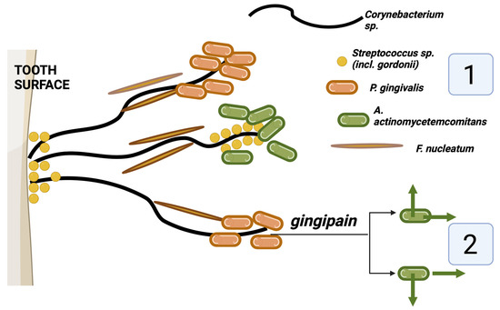 Pathogens 13 00837 g003