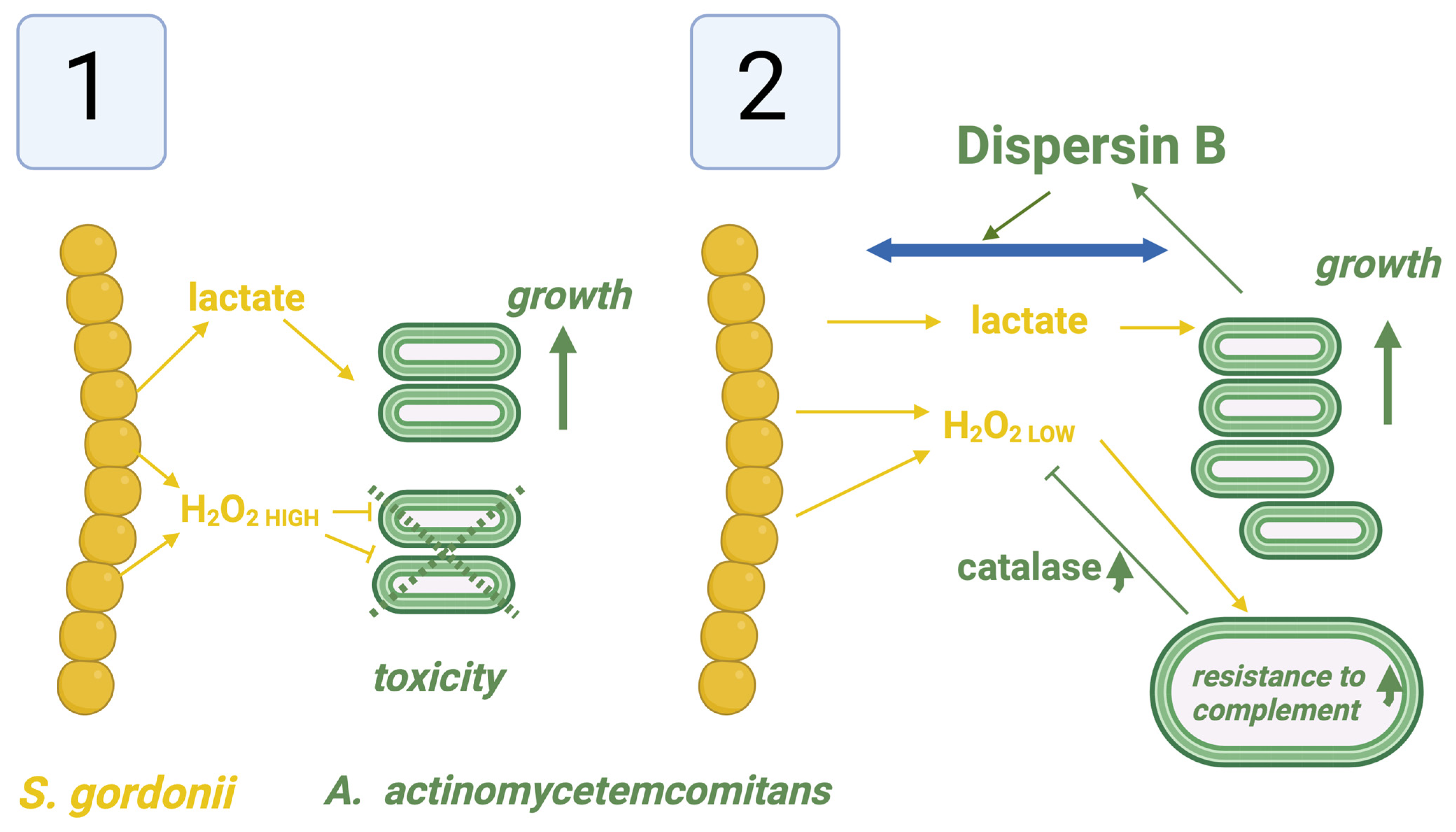 Pathogens 13 00837 g004 Pathogens 13 00837 g004