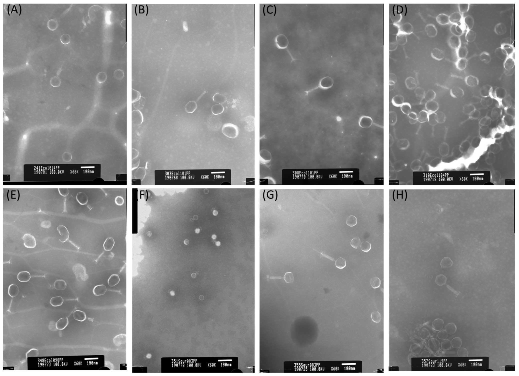 Pathogens 13 00839 g001