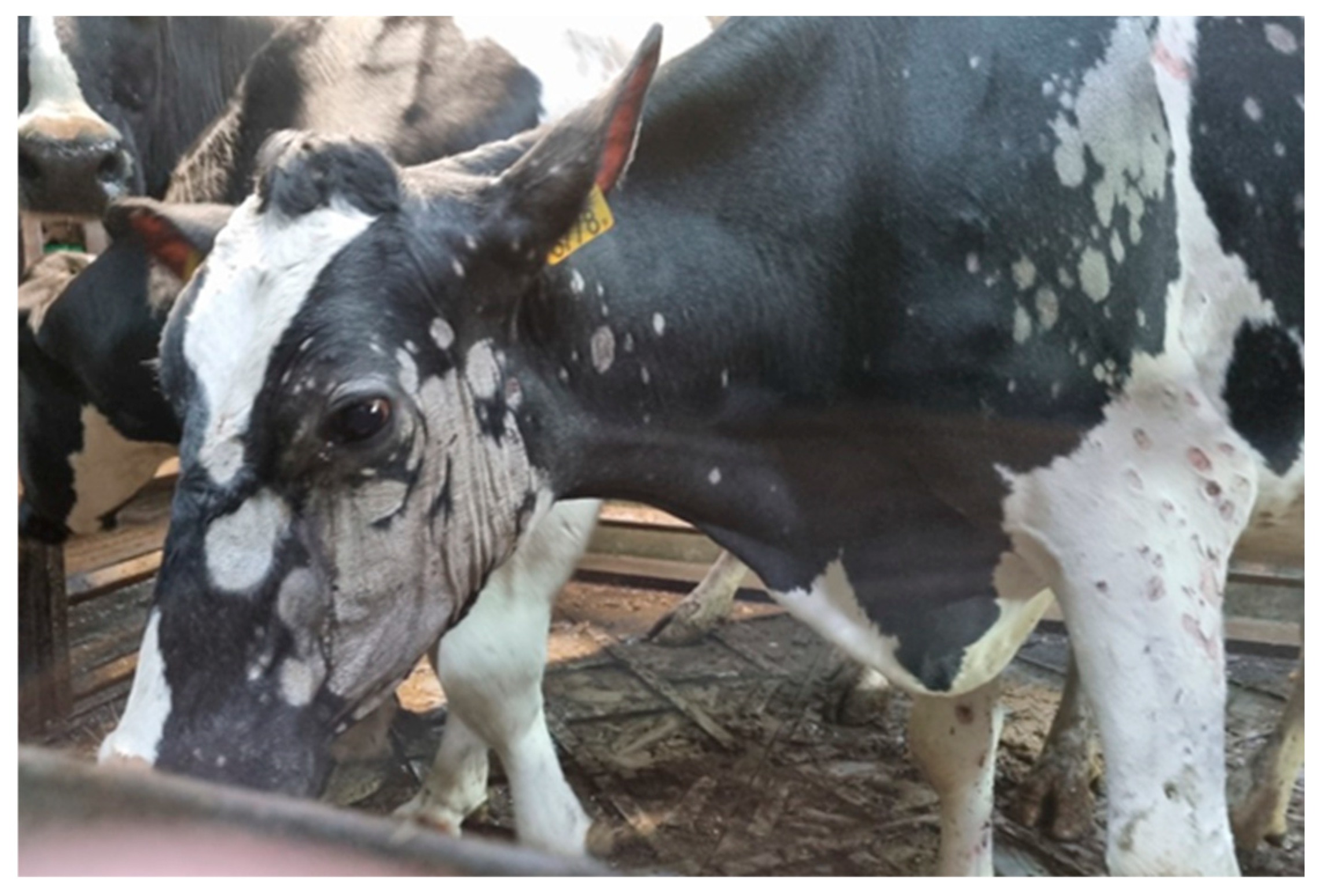 Pathogens 13 00848 g001