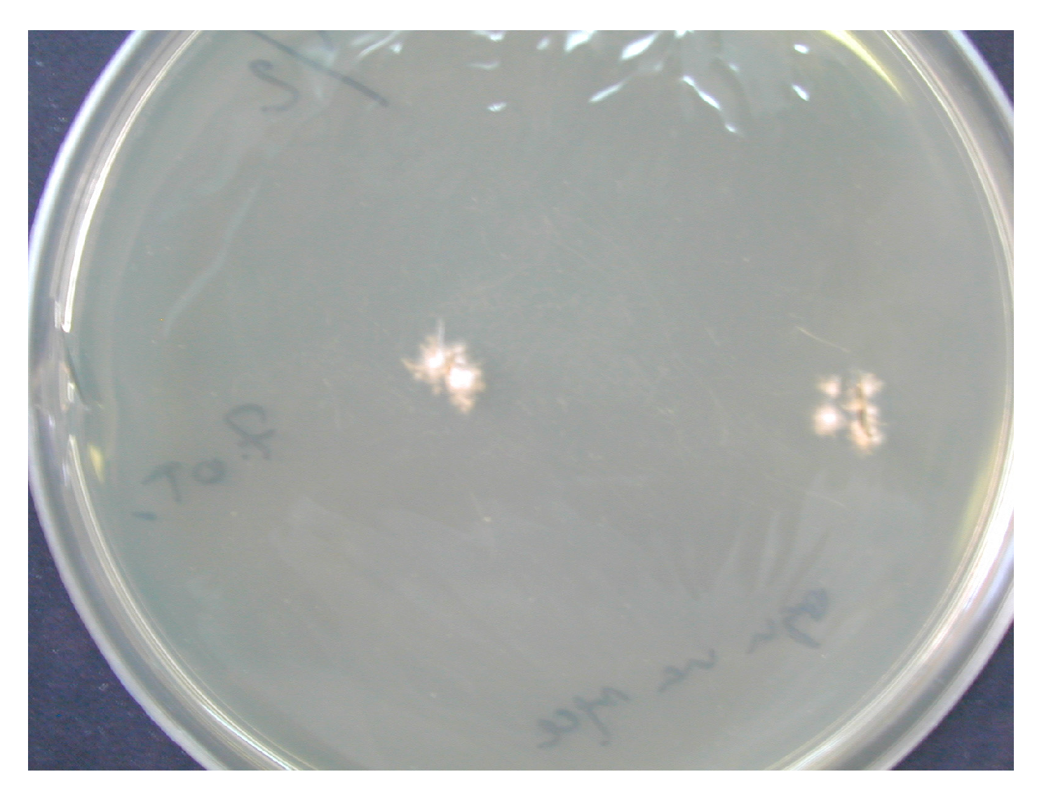 Pathogens 13 00848 g004