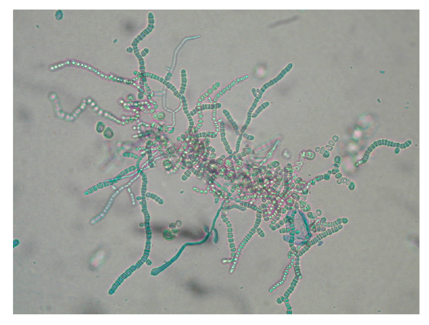 Pathogens 13 00848 g005