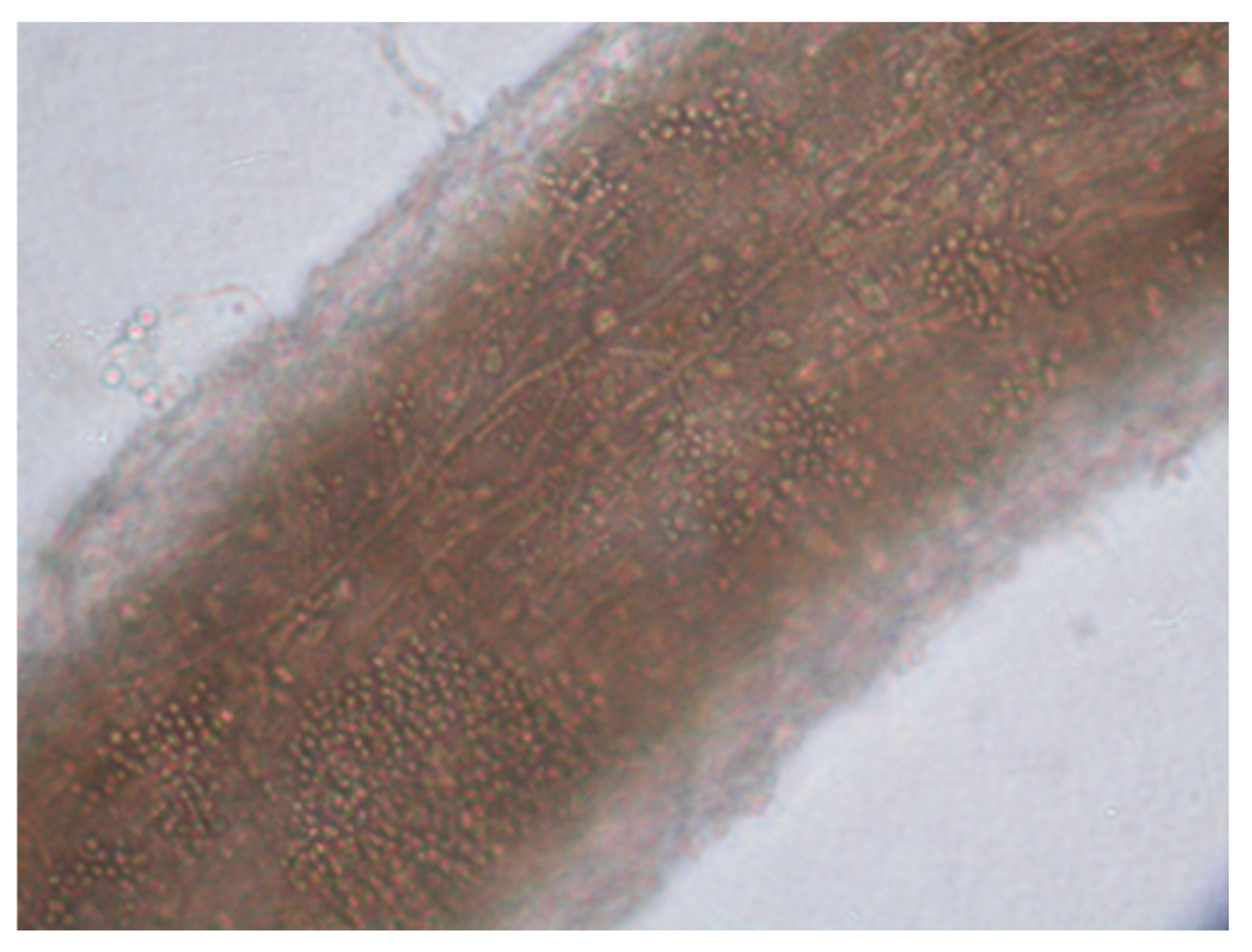 Pathogens 13 00848 g008